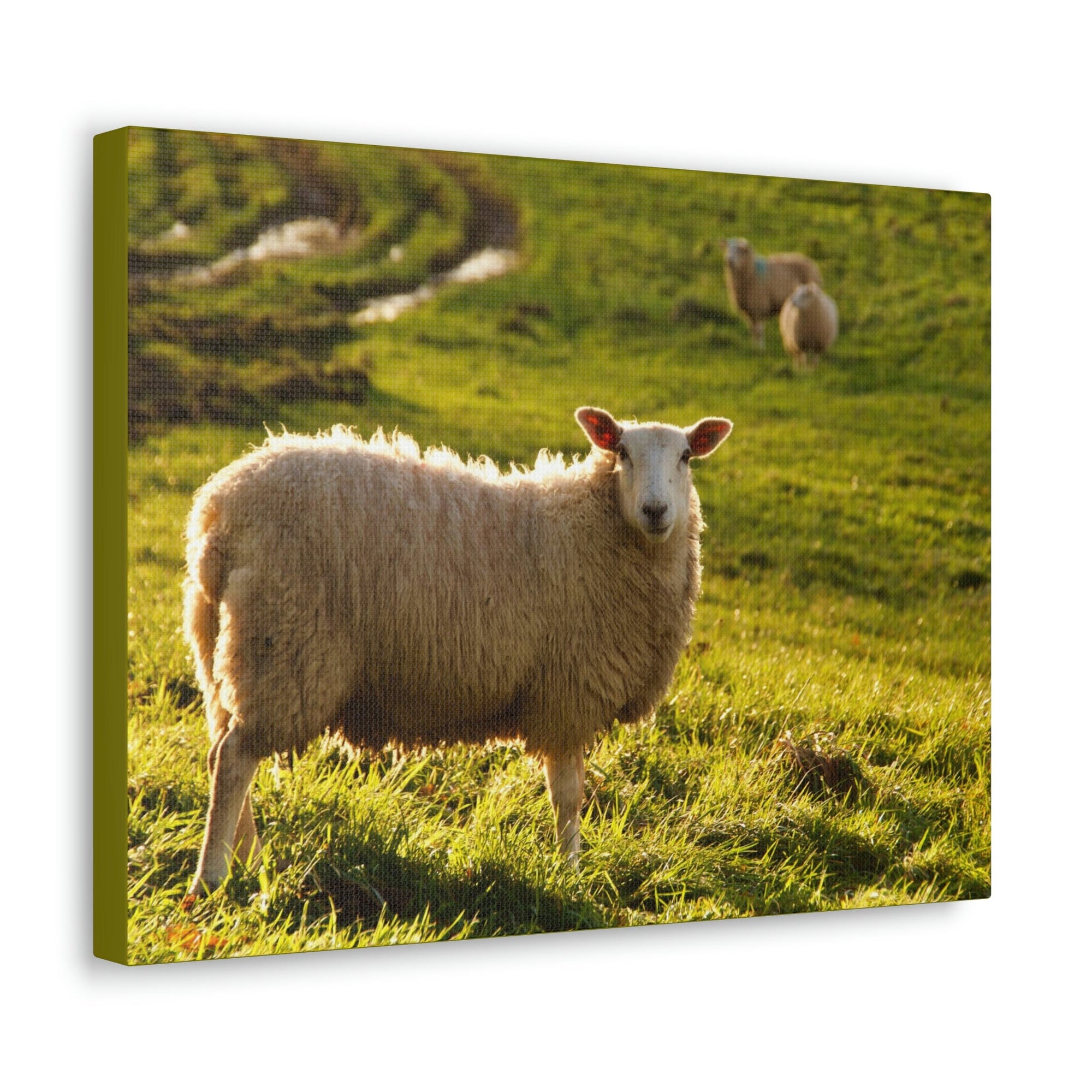 Scripture Walls Majestic Sheep Art Majestic Sheep Print Animal Wall Art Wildlife Canvas Prints Wall Art Ready to Hang Unframed-Express Your Love Gifts