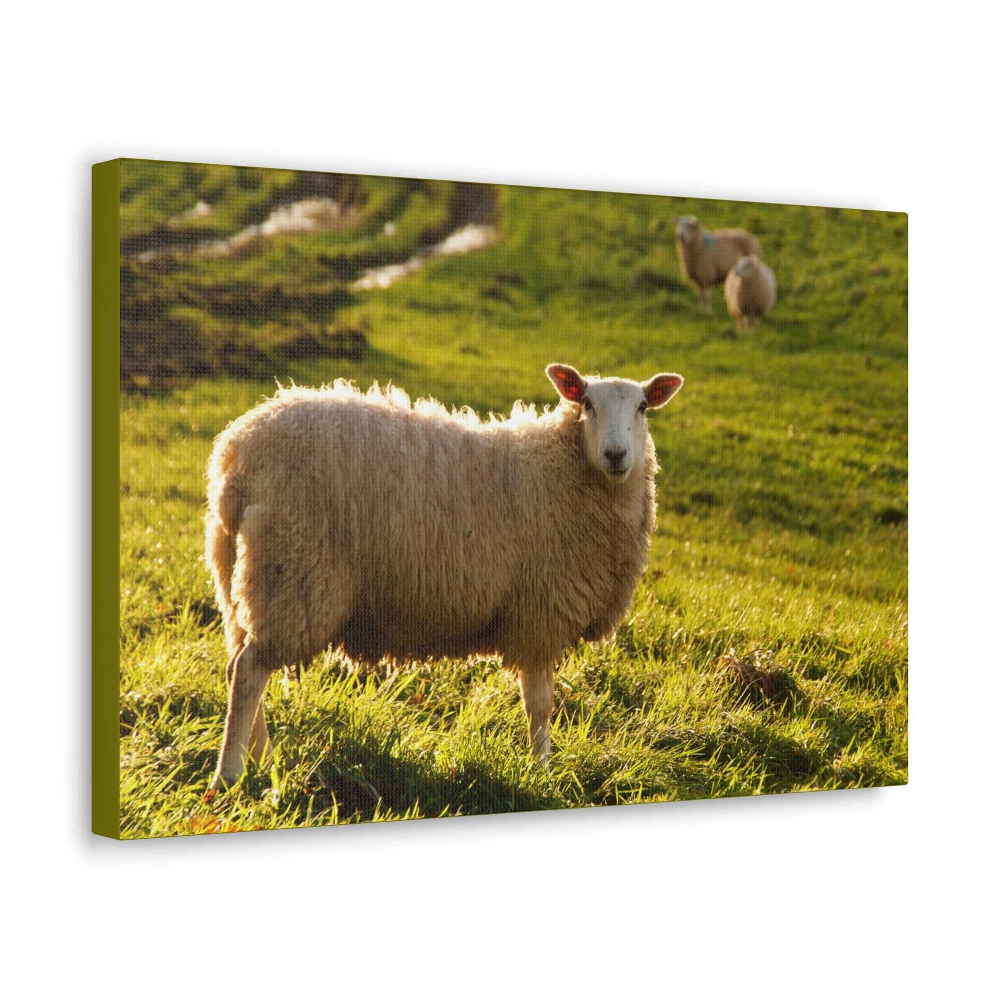 Scripture Walls Majestic Sheep Art Majestic Sheep Print Animal Wall Art Wildlife Canvas Prints Wall Art Ready to Hang Unframed-Express Your Love Gifts