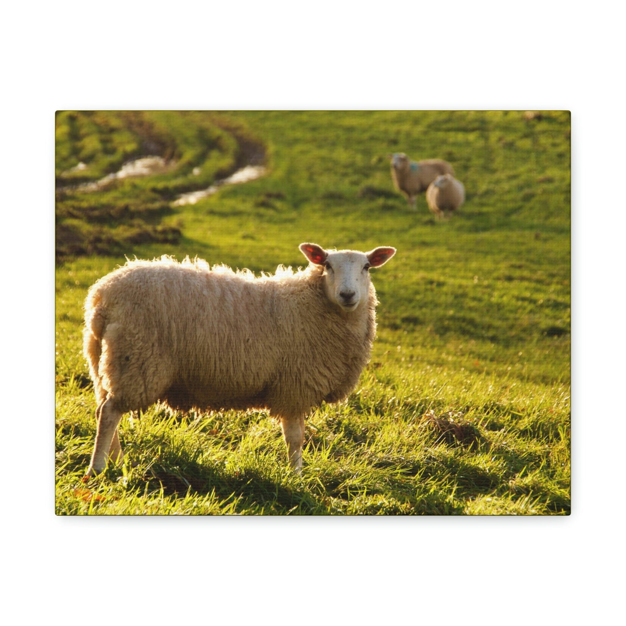 Scripture Walls Majestic Sheep Art Majestic Sheep Print Animal Wall Art Wildlife Canvas Prints Wall Art Ready to Hang Unframed-Express Your Love Gifts