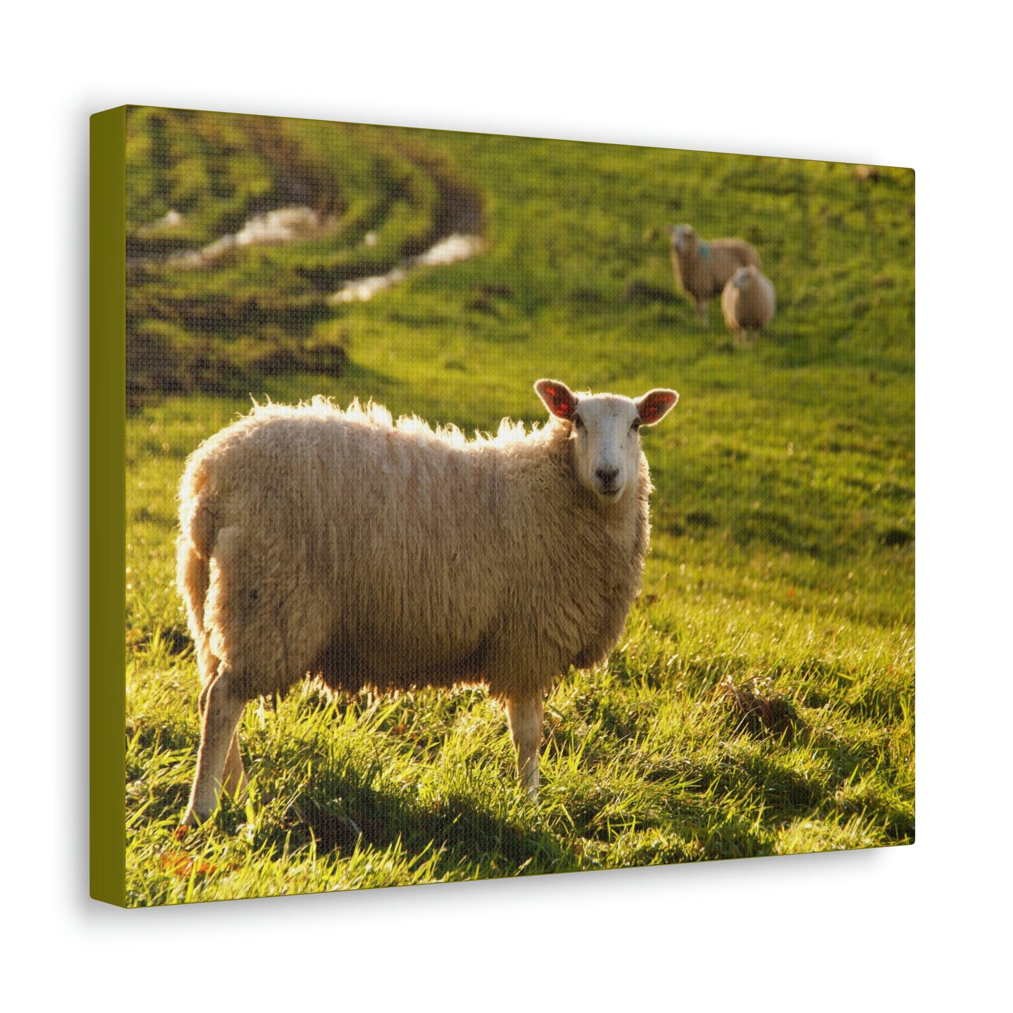 Scripture Walls Majestic Sheep Art Majestic Sheep Print Animal Wall Art Wildlife Canvas Prints Wall Art Ready to Hang Unframed-Express Your Love Gifts