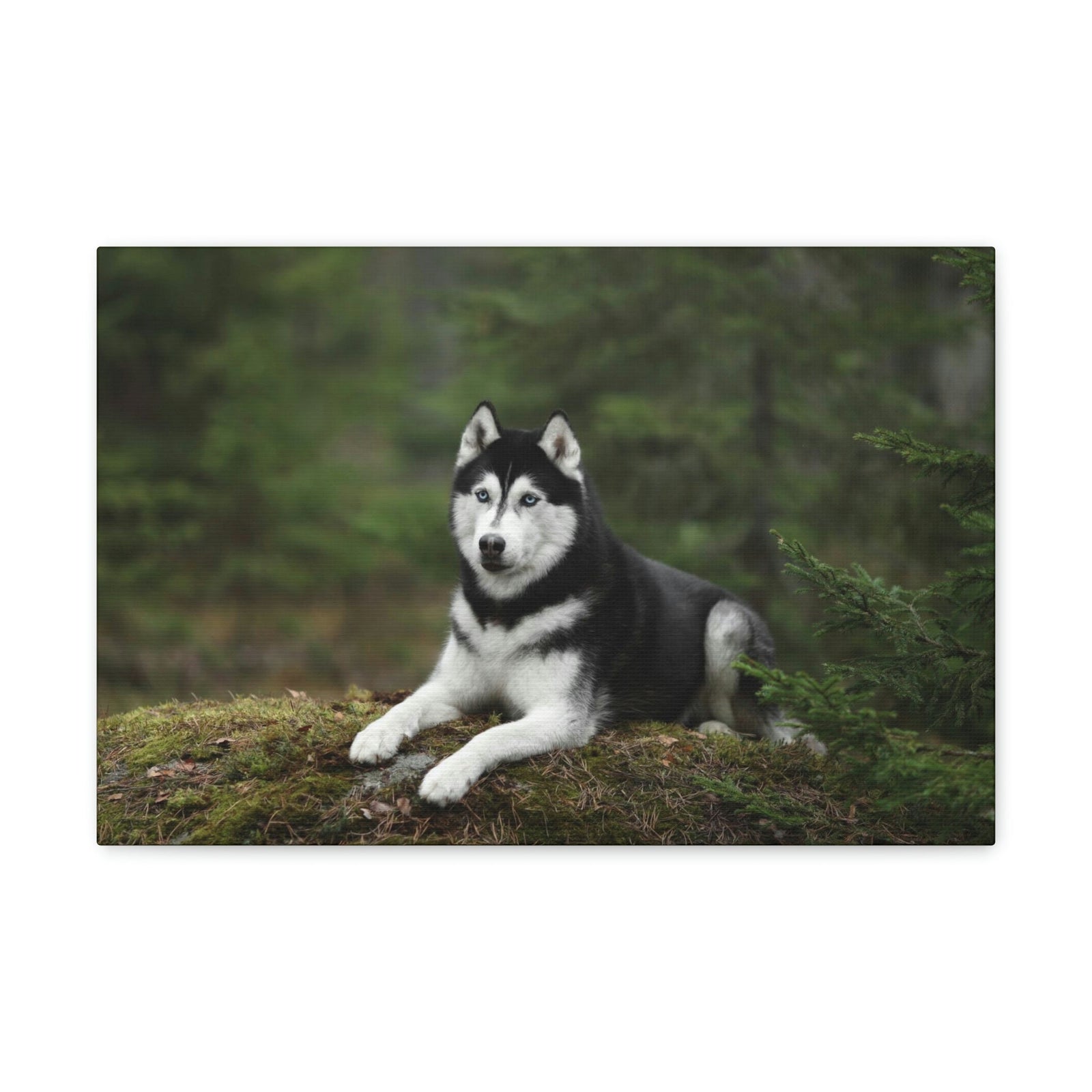 Scripture Walls Majestic Siberian Husky Art Majestic Siberian Husky Print Animal Wall Art Wildlife Canvas Prints Wall Art Ready to Hang Unframed-Express Your Love Gifts