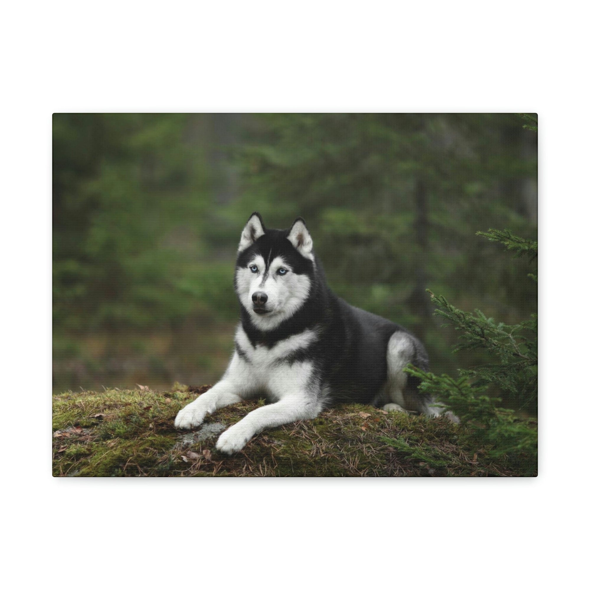 Scripture Walls Majestic Siberian Husky Art Majestic Siberian Husky Print Animal Wall Art Wildlife Canvas Prints Wall Art Ready to Hang Unframed-Express Your Love Gifts