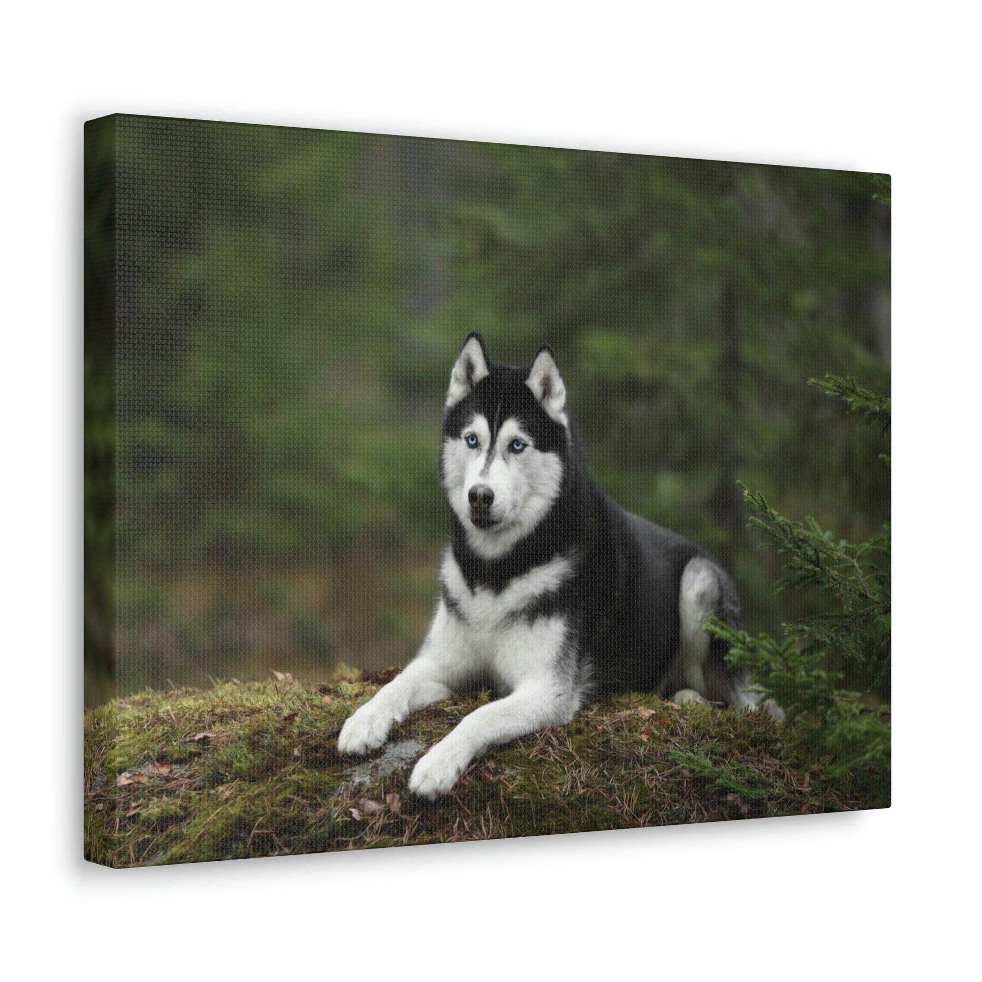 Scripture Walls Majestic Siberian Husky Art Majestic Siberian Husky Print Animal Wall Art Wildlife Canvas Prints Wall Art Ready to Hang Unframed-Express Your Love Gifts