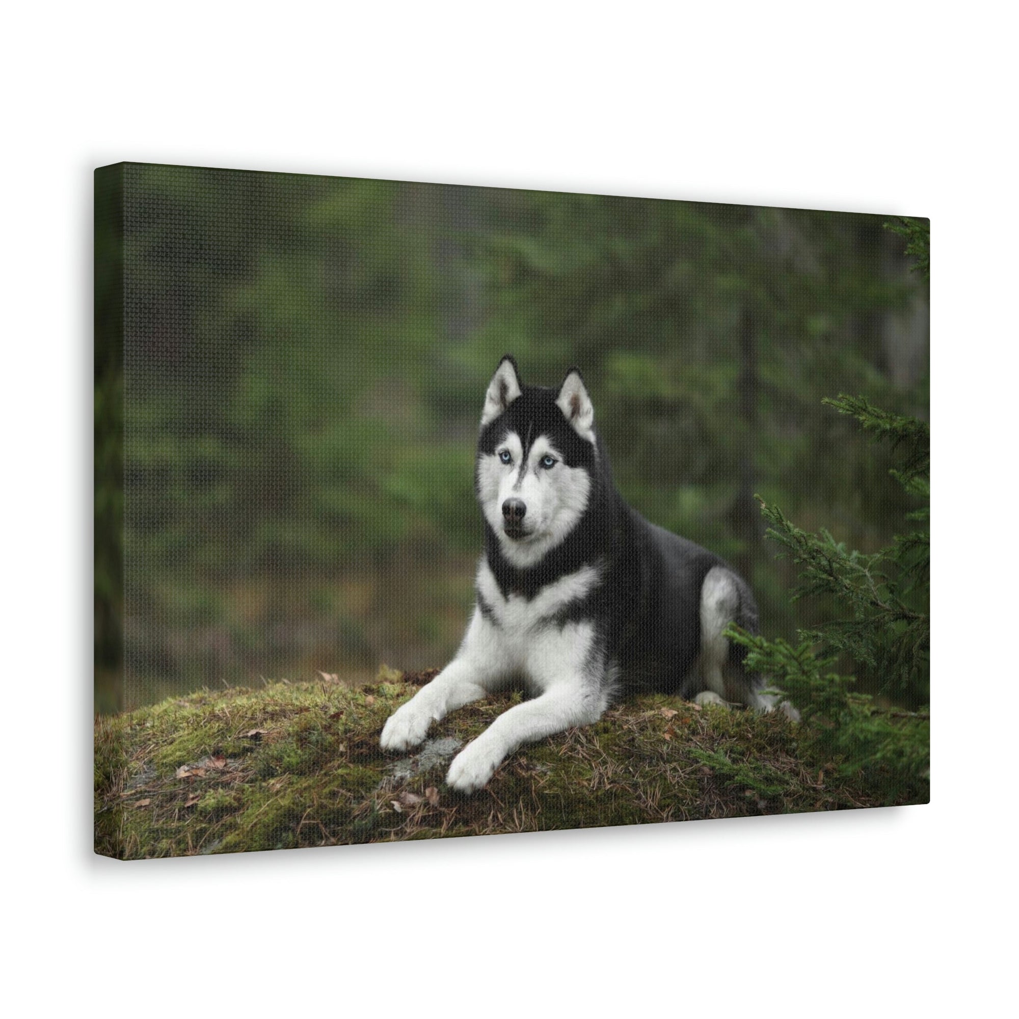 Scripture Walls Majestic Siberian Husky Art Majestic Siberian Husky Print Animal Wall Art Wildlife Canvas Prints Wall Art Ready to Hang Unframed-Express Your Love Gifts