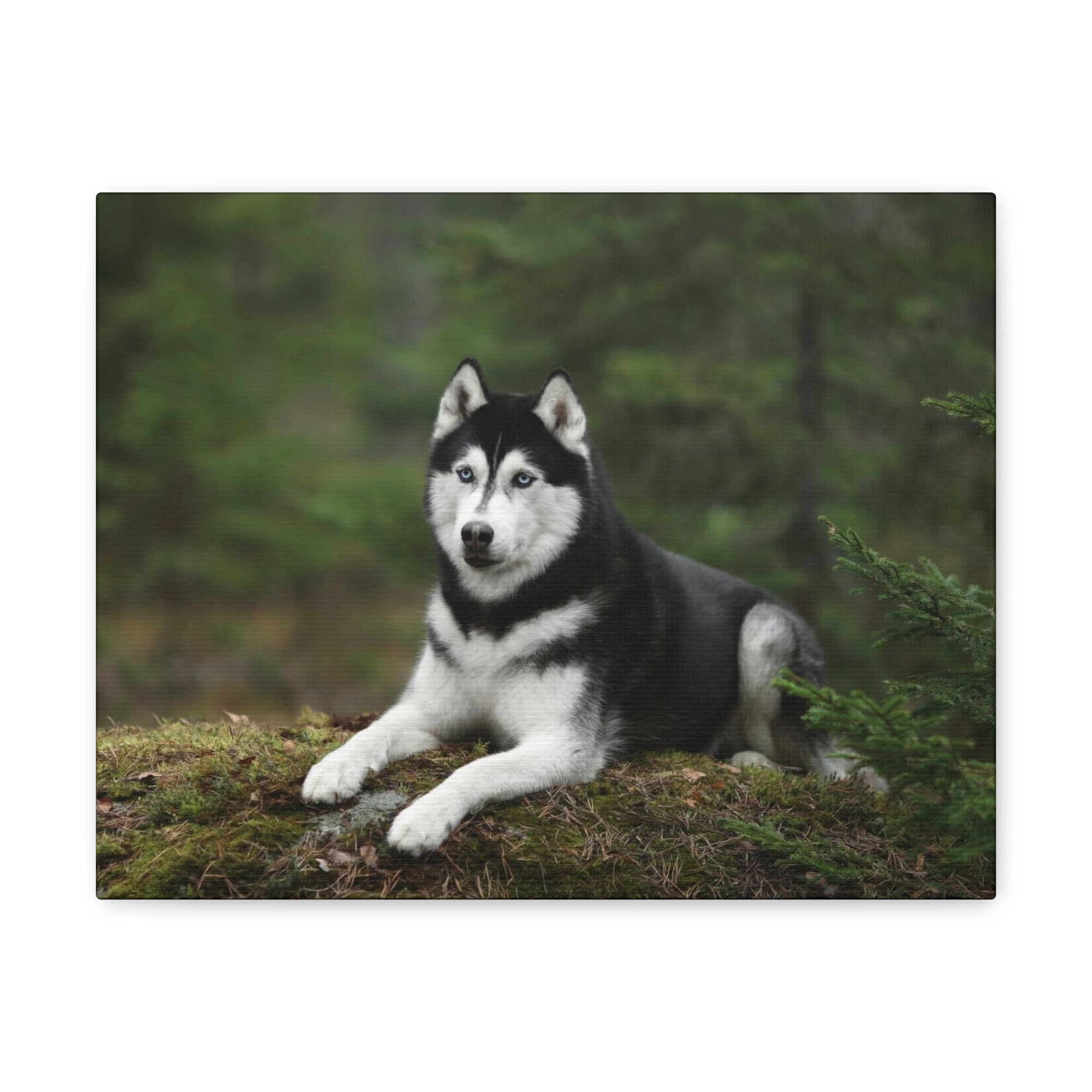 Scripture Walls Majestic Siberian Husky Art Majestic Siberian Husky Print Animal Wall Art Wildlife Canvas Prints Wall Art Ready to Hang Unframed-Express Your Love Gifts