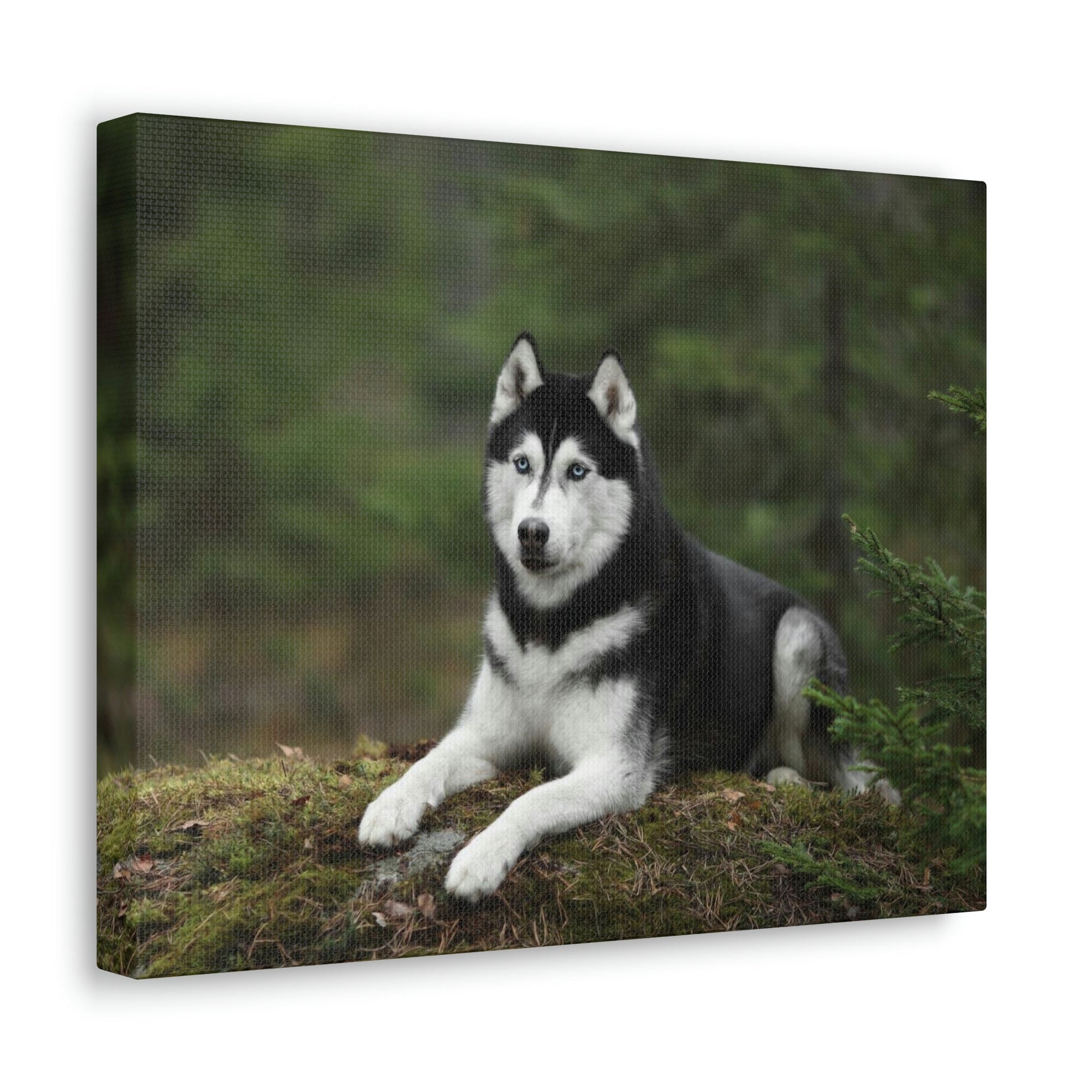 Scripture Walls Majestic Siberian Husky Art Majestic Siberian Husky Print Animal Wall Art Wildlife Canvas Prints Wall Art Ready to Hang Unframed-Express Your Love Gifts