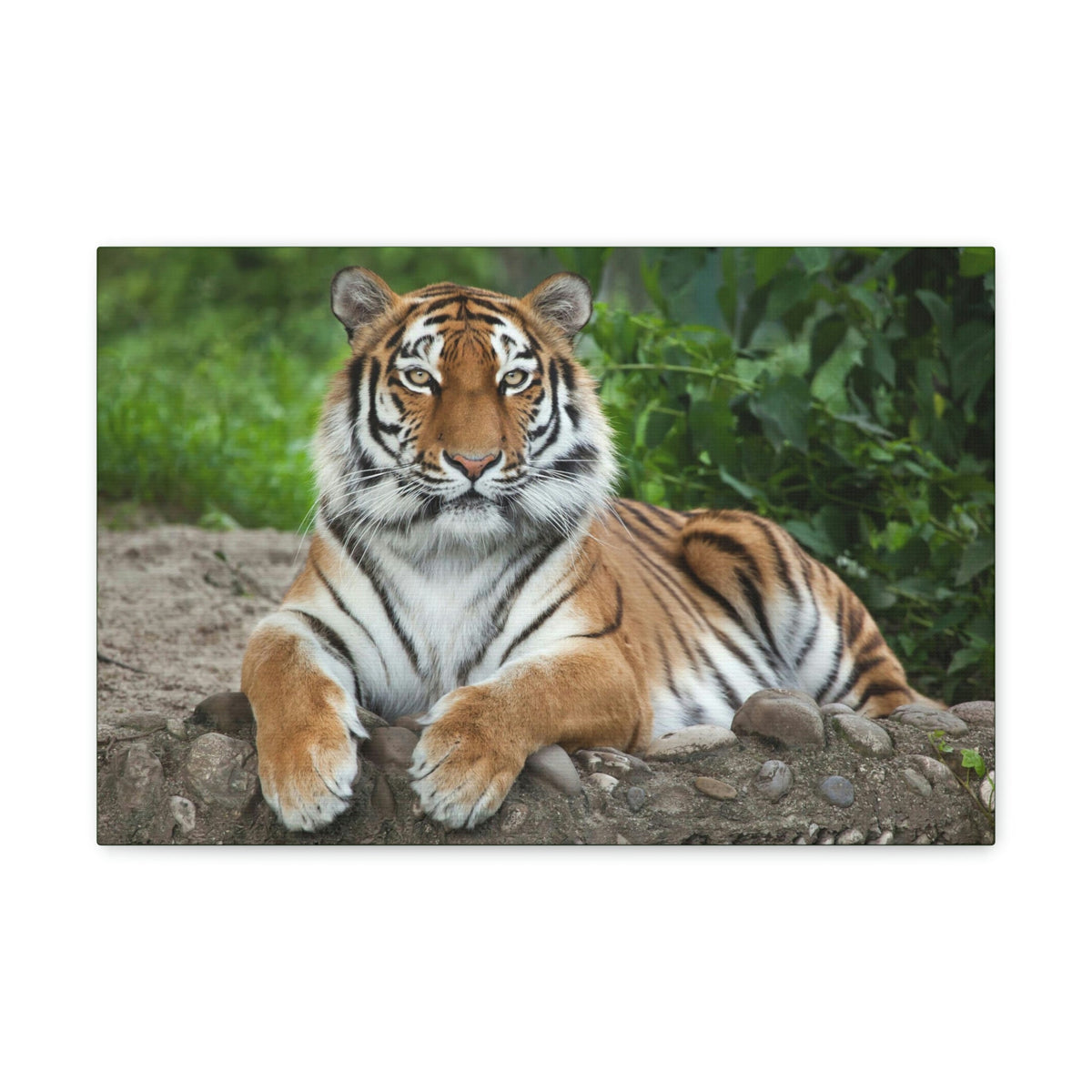 Scripture Walls Majestic Siberian Tiger Art Majestic Siberian Tiger Print Animal Wall Art Wildlife Canvas Prints Wall Art Ready to Hang Unframed-Express Your Love Gifts