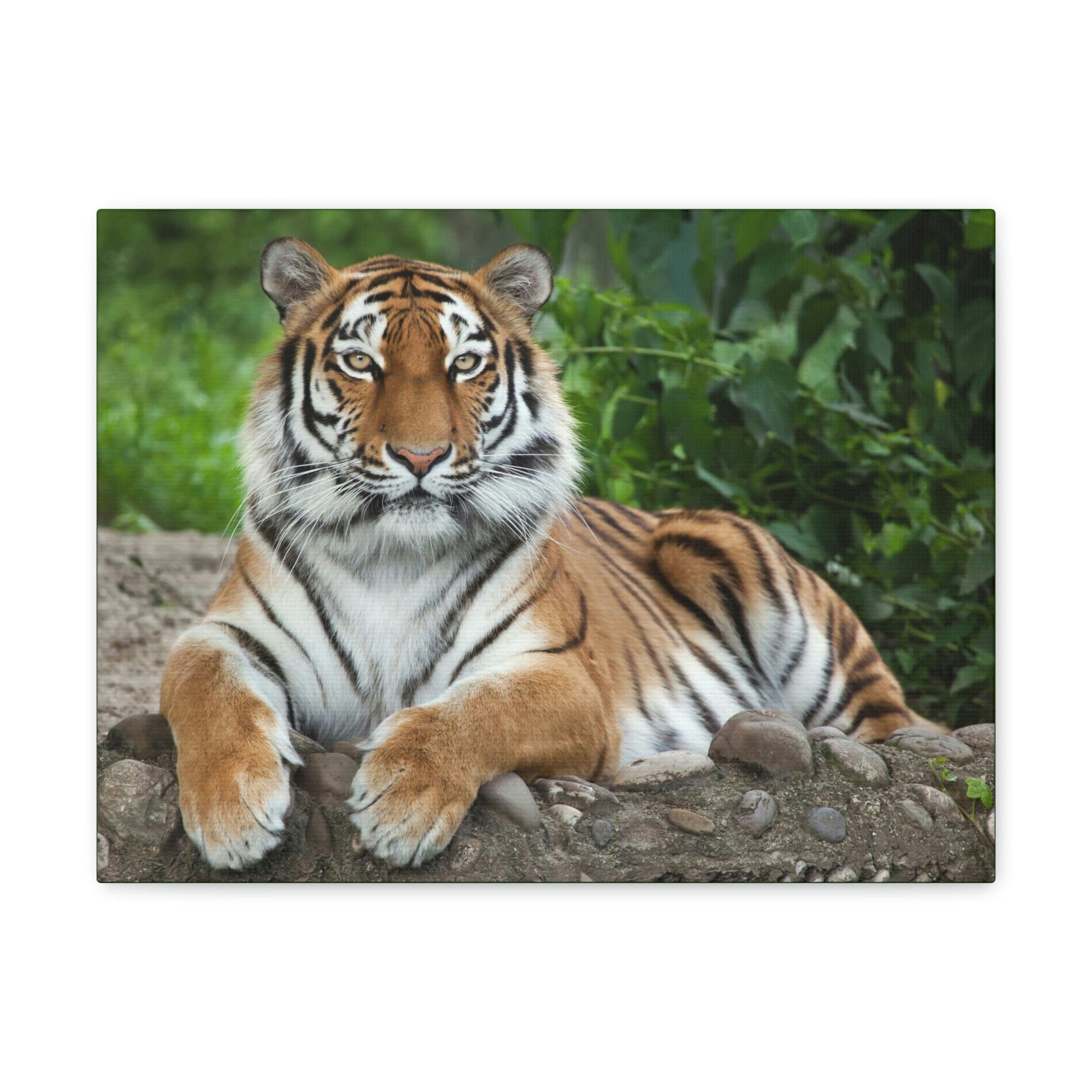 Scripture Walls Majestic Siberian Tiger Art Majestic Siberian Tiger Print Animal Wall Art Wildlife Canvas Prints Wall Art Ready to Hang Unframed-Express Your Love Gifts