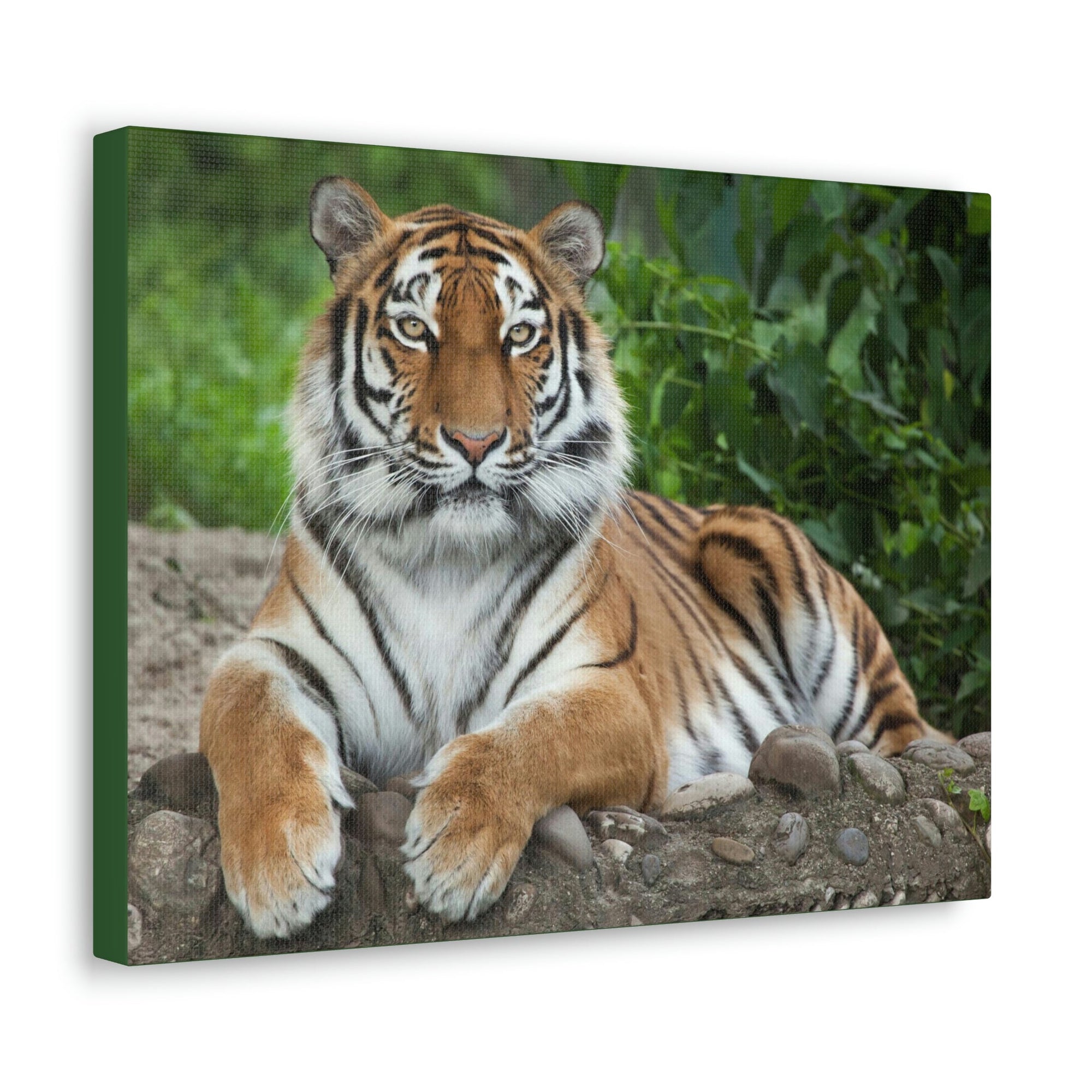 Scripture Walls Majestic Siberian Tiger Art Majestic Siberian Tiger Print Animal Wall Art Wildlife Canvas Prints Wall Art Ready to Hang Unframed-Express Your Love Gifts