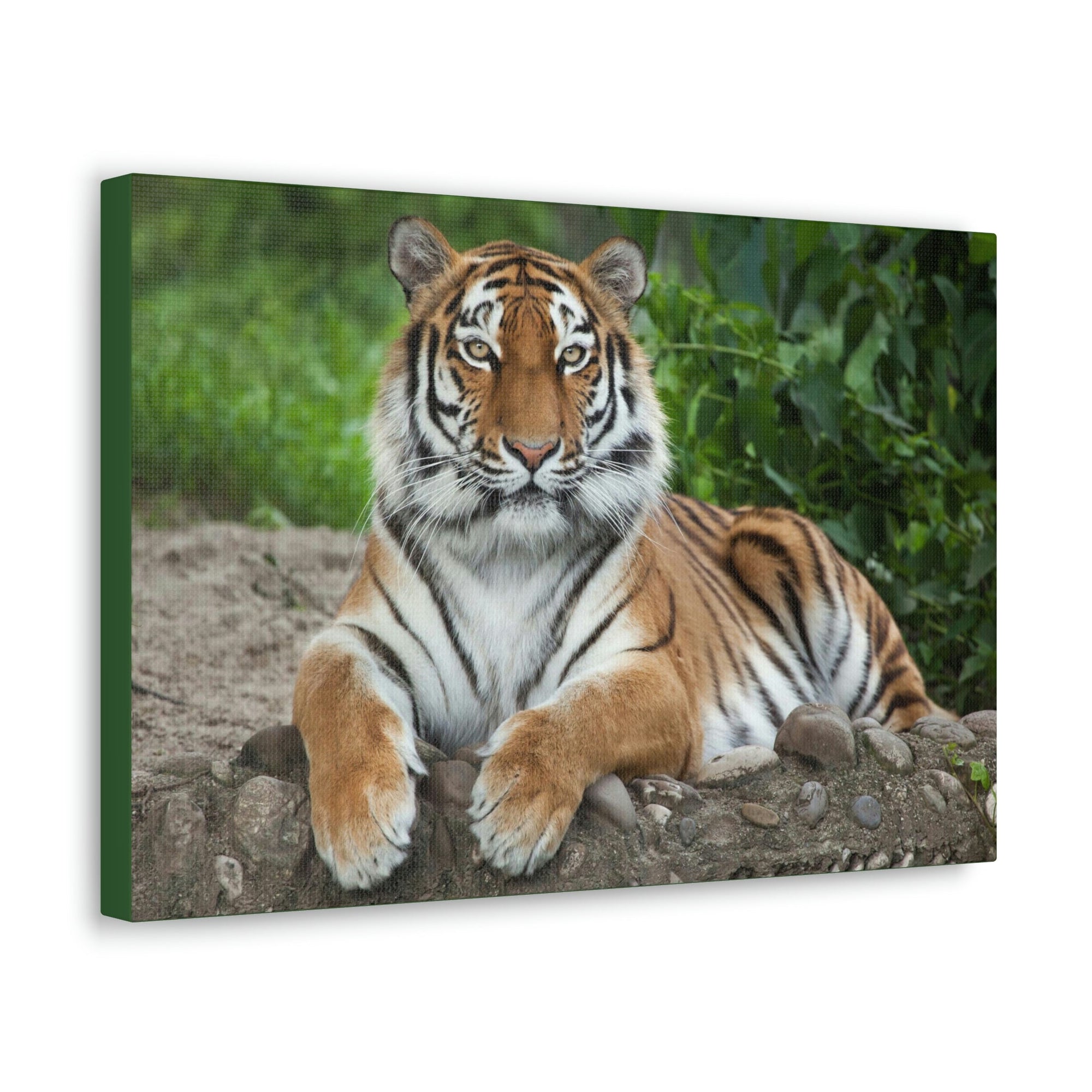 Scripture Walls Majestic Siberian Tiger Art Majestic Siberian Tiger Print Animal Wall Art Wildlife Canvas Prints Wall Art Ready to Hang Unframed-Express Your Love Gifts