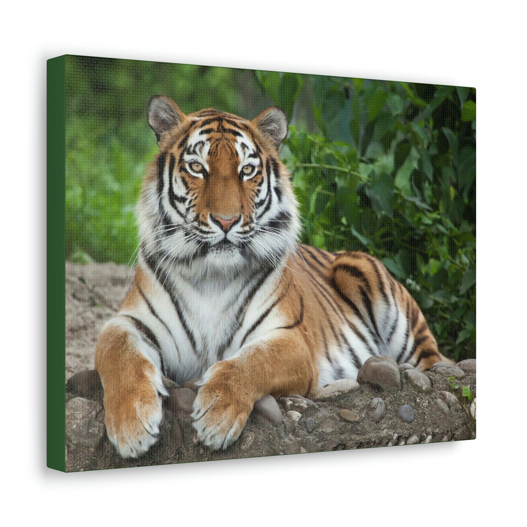 Scripture Walls Majestic Siberian Tiger Art Majestic Siberian Tiger Print Animal Wall Art Wildlife Canvas Prints Wall Art Ready to Hang Unframed-Express Your Love Gifts