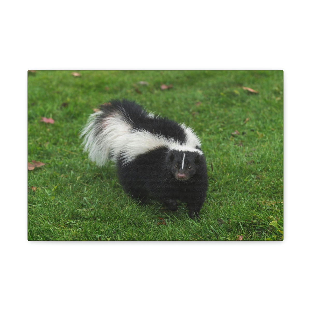 Scripture Walls Majestic Skunks Art Majestic Skunks Print Animal Wall Art Wildlife Canvas Prints Wall Art Ready to Hang Unframed-Express Your Love Gifts