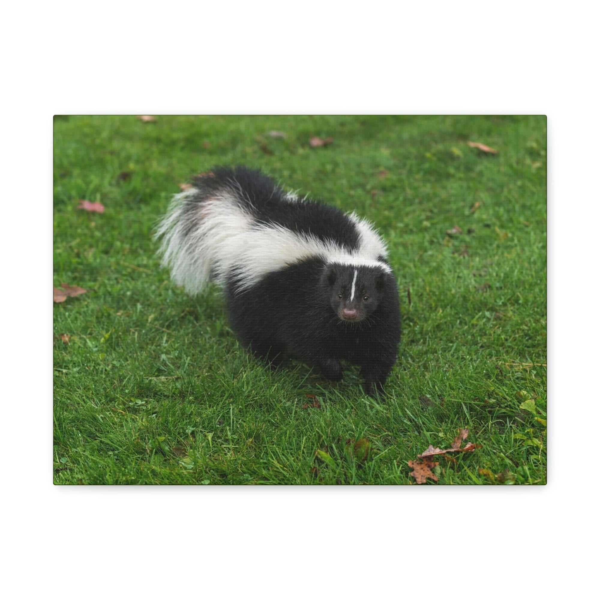 Scripture Walls Majestic Skunks Art Majestic Skunks Print Animal Wall Art Wildlife Canvas Prints Wall Art Ready to Hang Unframed-Express Your Love Gifts