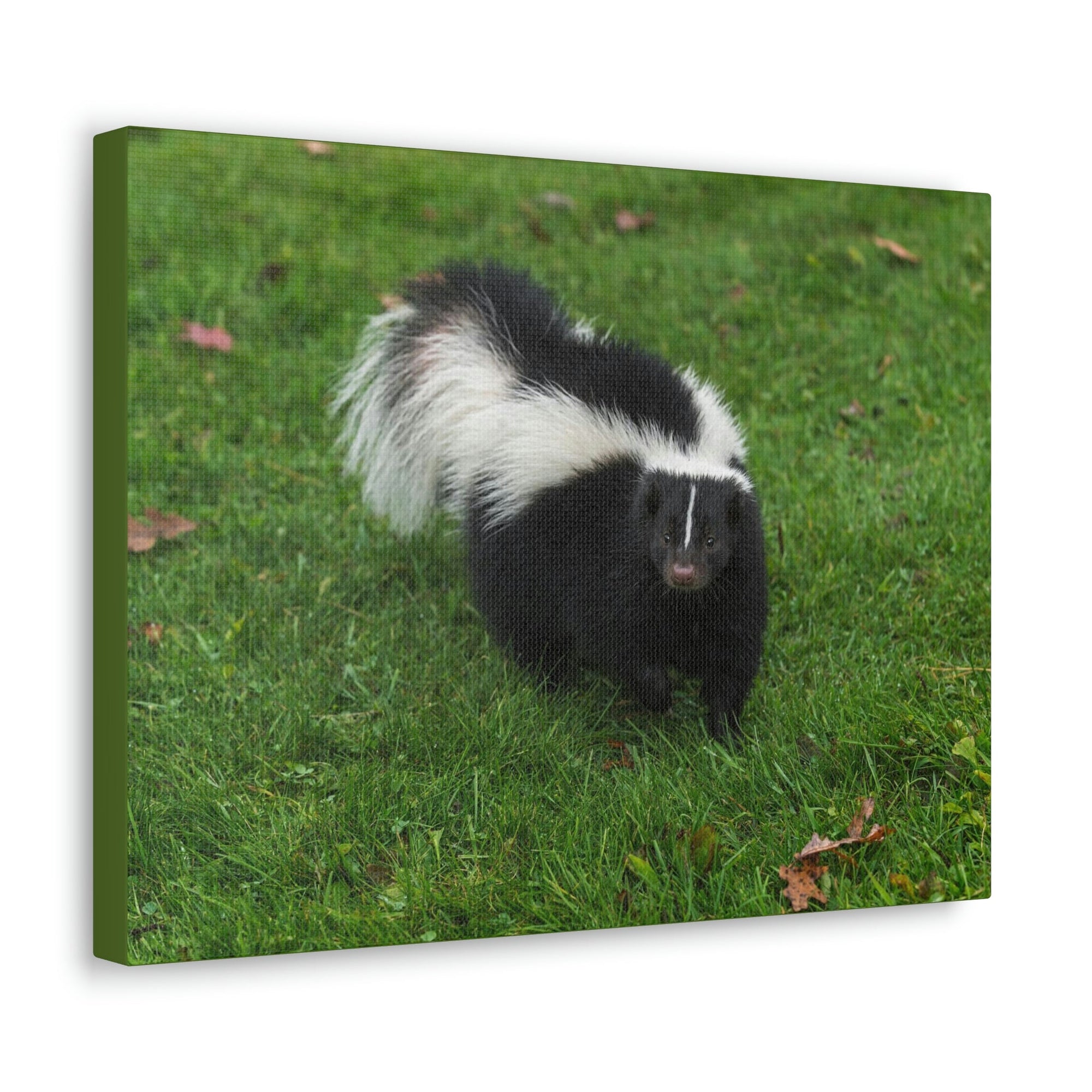 Scripture Walls Majestic Skunks Art Majestic Skunks Print Animal Wall Art Wildlife Canvas Prints Wall Art Ready to Hang Unframed-Express Your Love Gifts