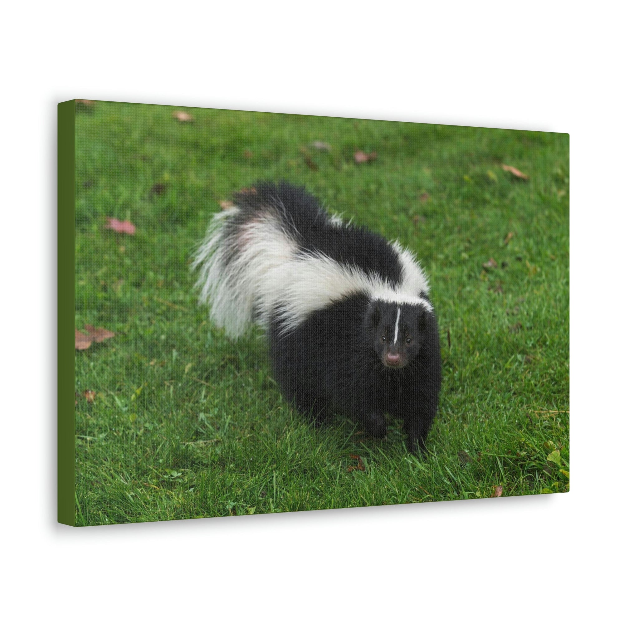 Scripture Walls Majestic Skunks Art Majestic Skunks Print Animal Wall Art Wildlife Canvas Prints Wall Art Ready to Hang Unframed-Express Your Love Gifts