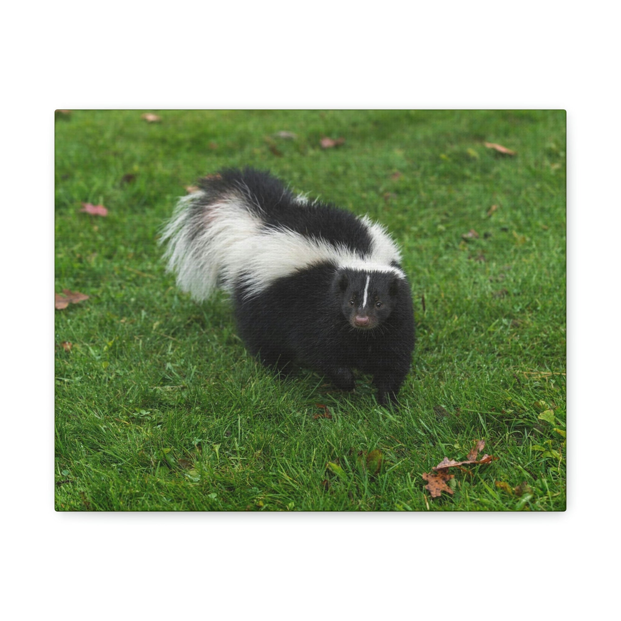 Scripture Walls Majestic Skunks Art Majestic Skunks Print Animal Wall Art Wildlife Canvas Prints Wall Art Ready to Hang Unframed-Express Your Love Gifts