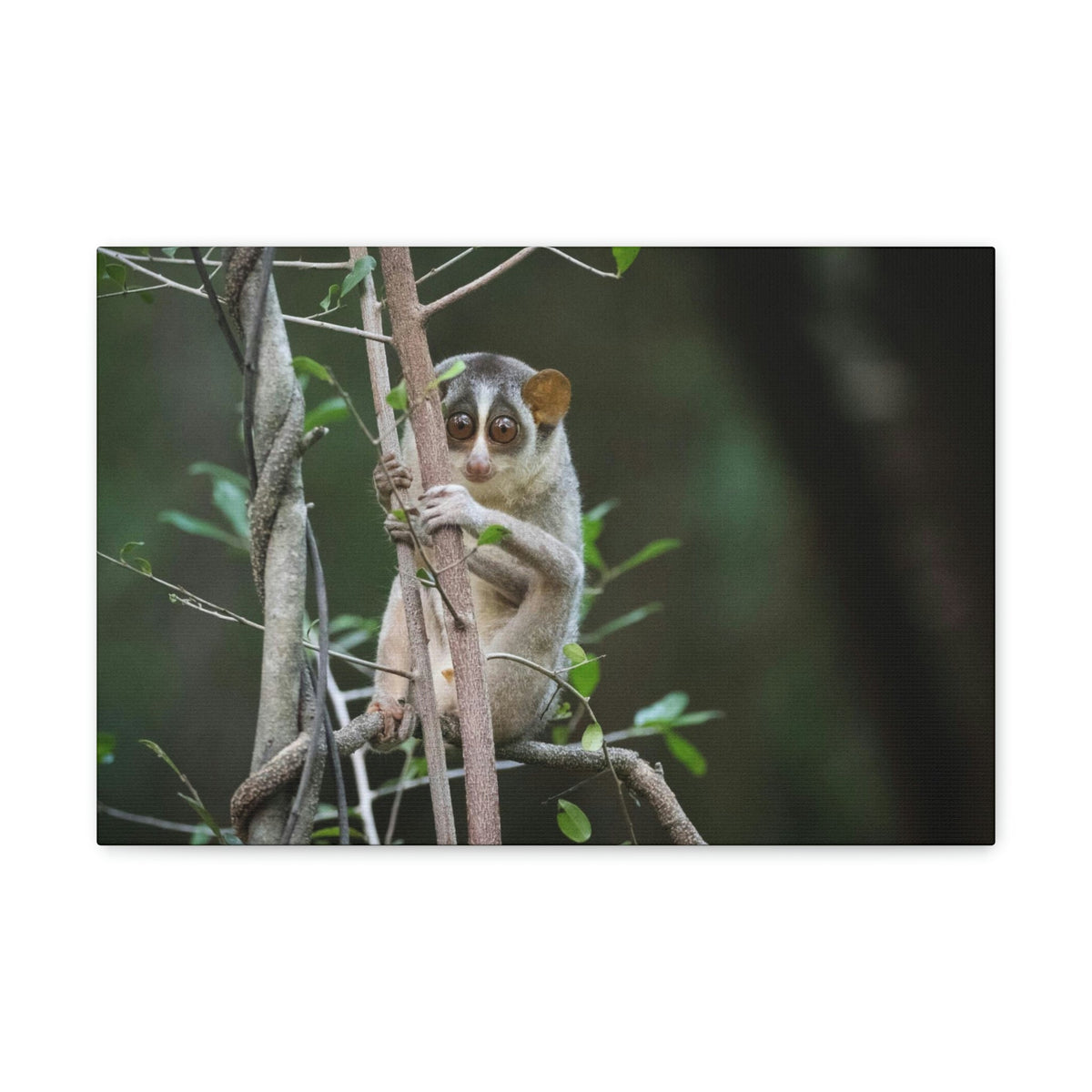 Scripture Walls Majestic Slender Loris Art Majestic Slender Loris Print Animal Wall Art Wildlife Canvas Prints Wall Art Ready to Hang Unframed-Express Your Love Gifts