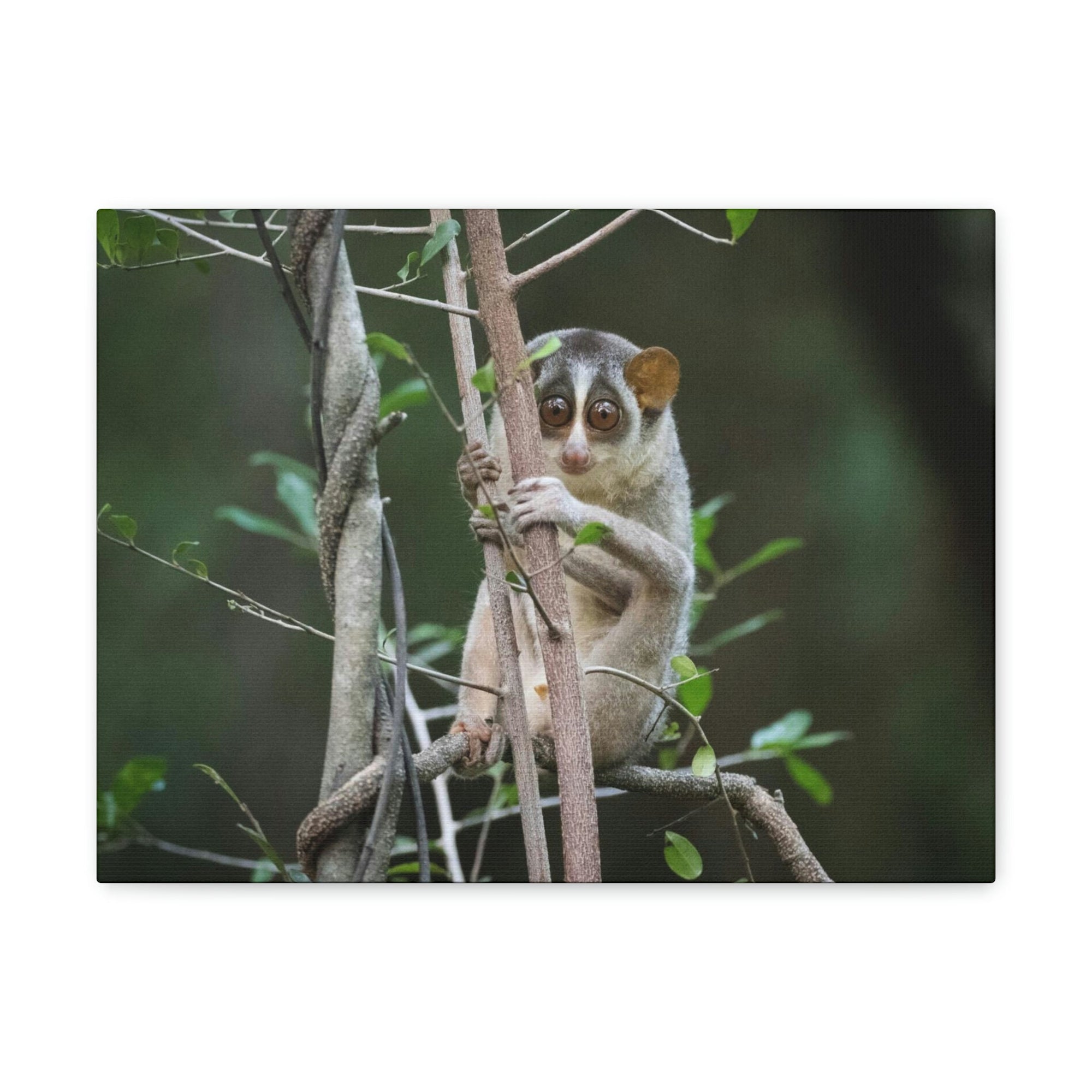 Scripture Walls Majestic Slender Loris Art Majestic Slender Loris Print Animal Wall Art Wildlife Canvas Prints Wall Art Ready to Hang Unframed-Express Your Love Gifts