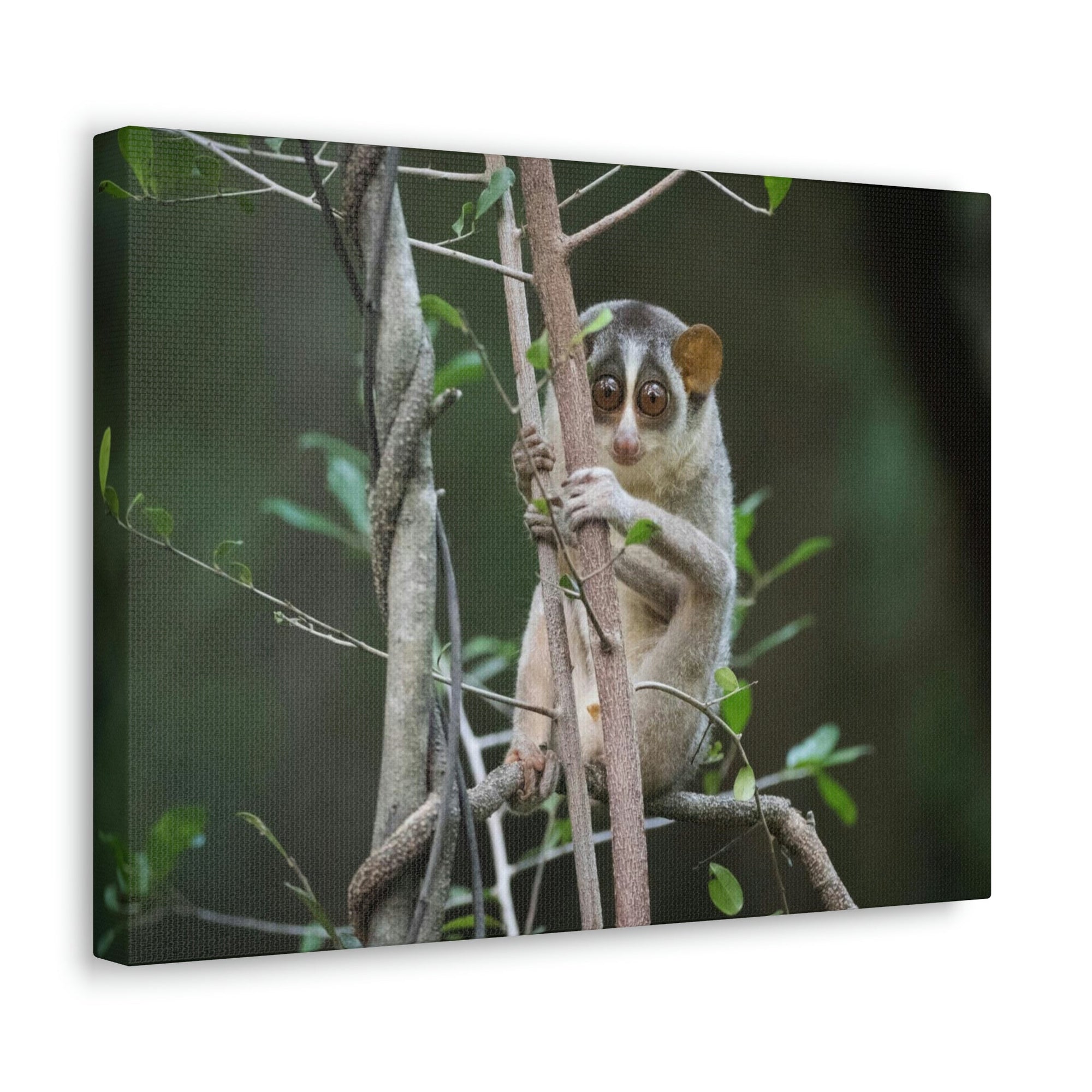 Scripture Walls Majestic Slender Loris Art Majestic Slender Loris Print Animal Wall Art Wildlife Canvas Prints Wall Art Ready to Hang Unframed-Express Your Love Gifts