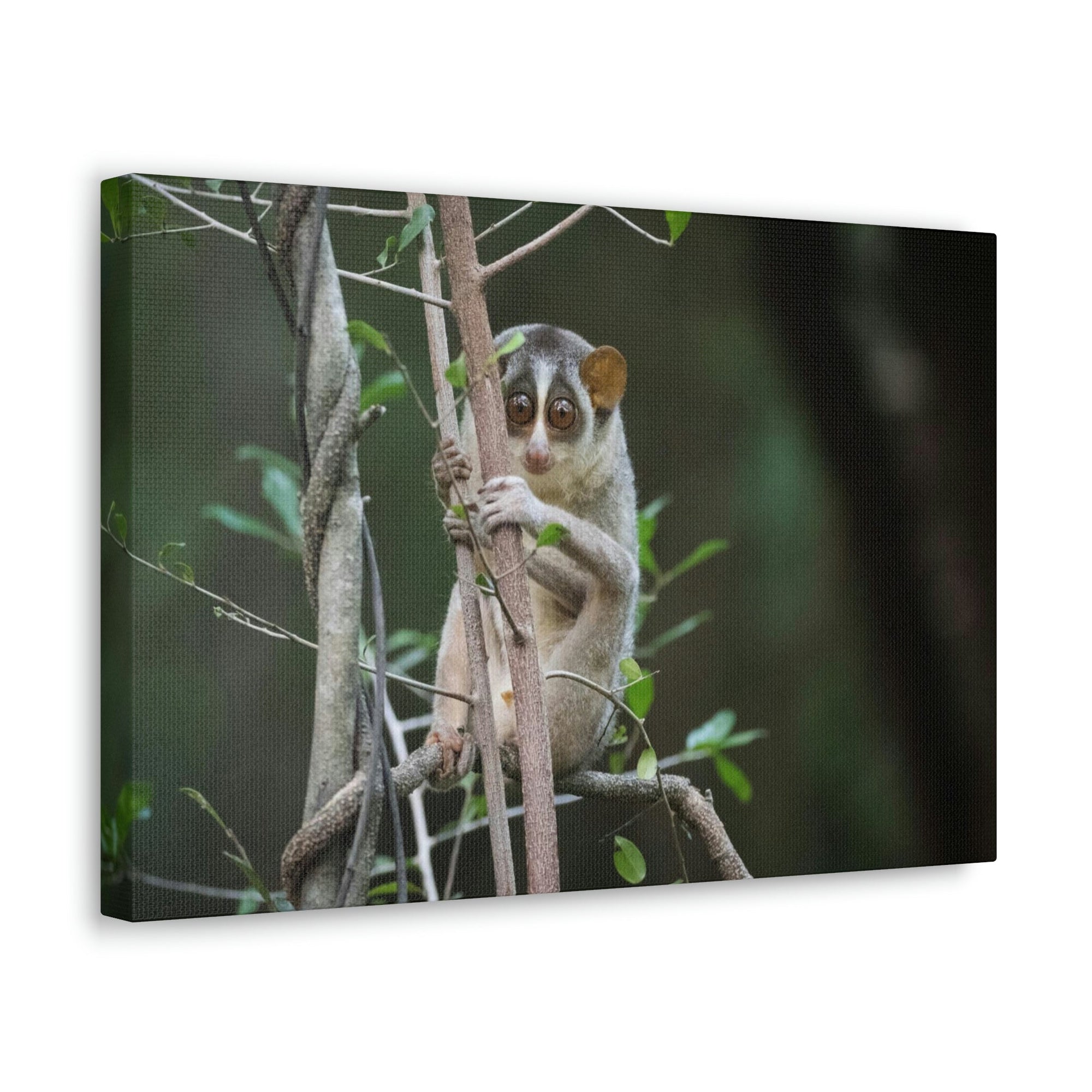 Scripture Walls Majestic Slender Loris Art Majestic Slender Loris Print Animal Wall Art Wildlife Canvas Prints Wall Art Ready to Hang Unframed-Express Your Love Gifts