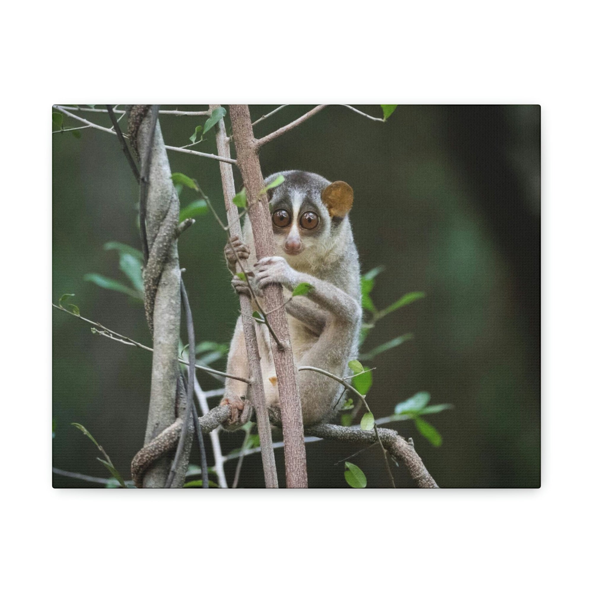 Scripture Walls Majestic Slender Loris Art Majestic Slender Loris Print Animal Wall Art Wildlife Canvas Prints Wall Art Ready to Hang Unframed-Express Your Love Gifts