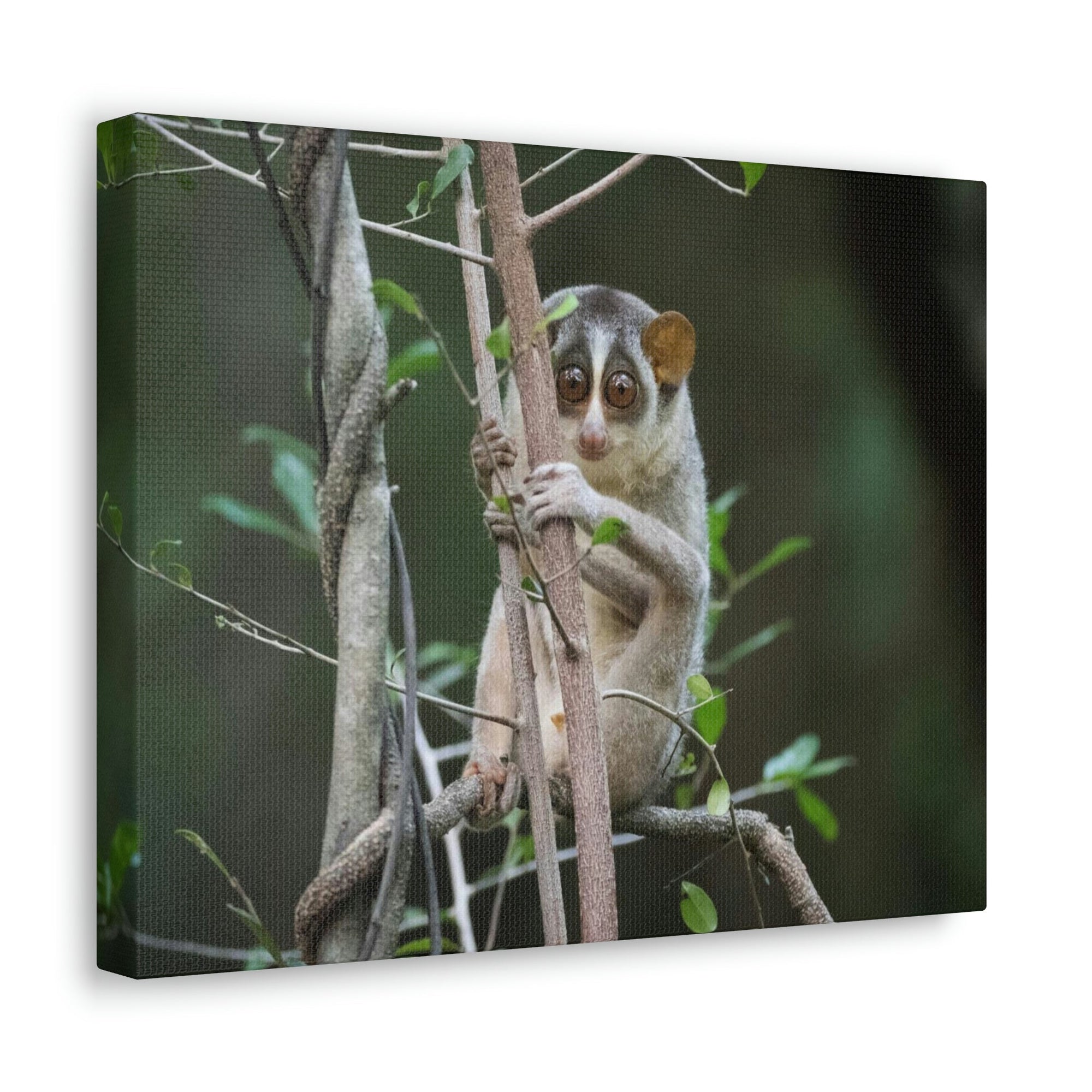 Scripture Walls Majestic Slender Loris Art Majestic Slender Loris Print Animal Wall Art Wildlife Canvas Prints Wall Art Ready to Hang Unframed-Express Your Love Gifts