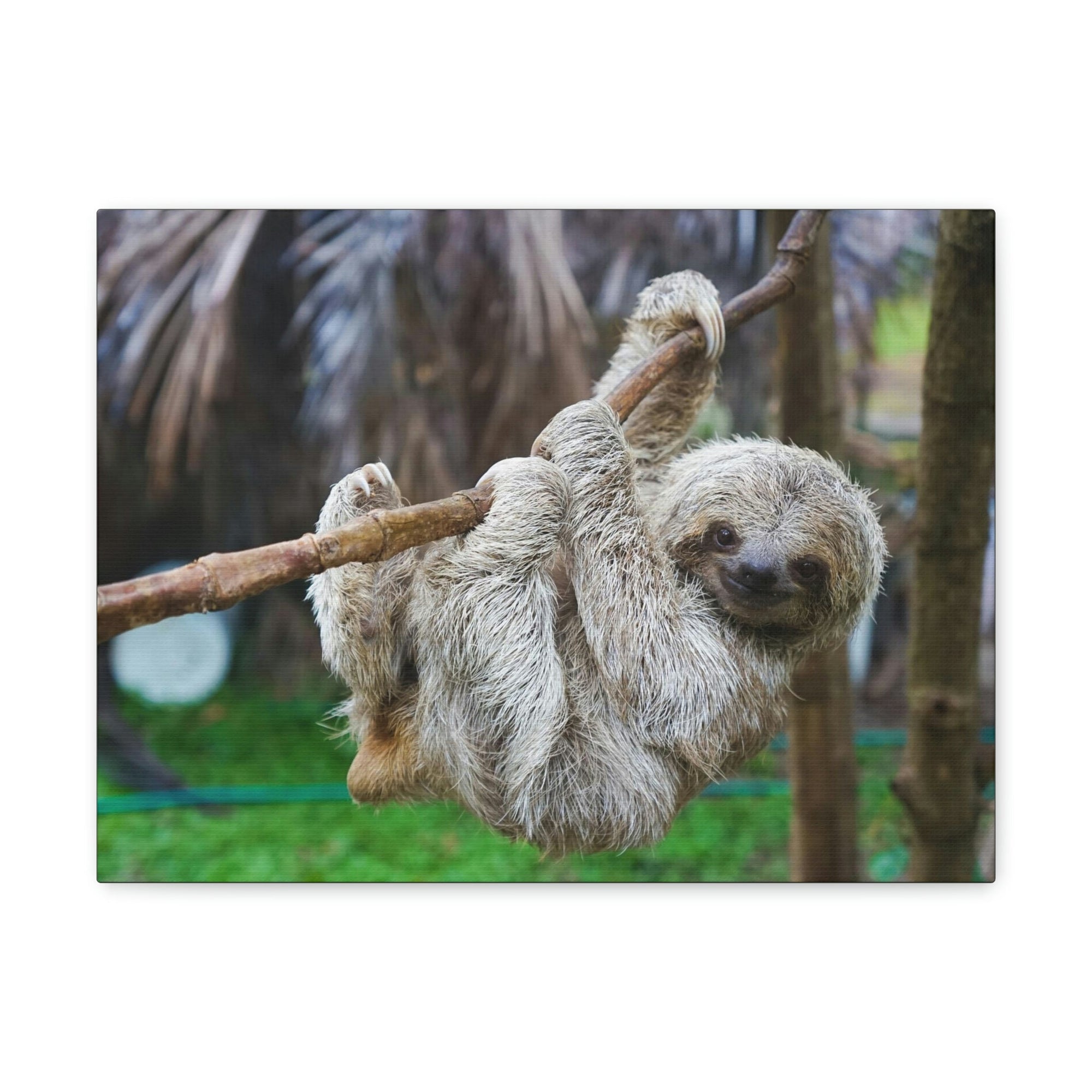 Scripture Walls Majestic Sloth Art Majestic Sloth Print Animal Wall Art Wildlife Canvas Prints Wall Art Ready to Hang Unframed-Express Your Love Gifts