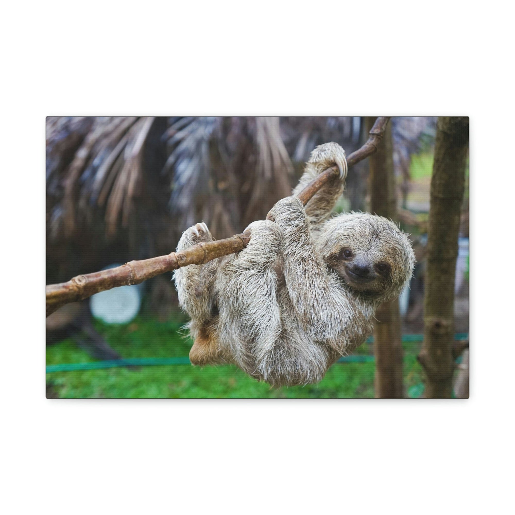 Scripture Walls Majestic Sloth Art Majestic Sloth Print Animal Wall Art Wildlife Canvas Prints Wall Art Ready to Hang Unframed-Express Your Love Gifts