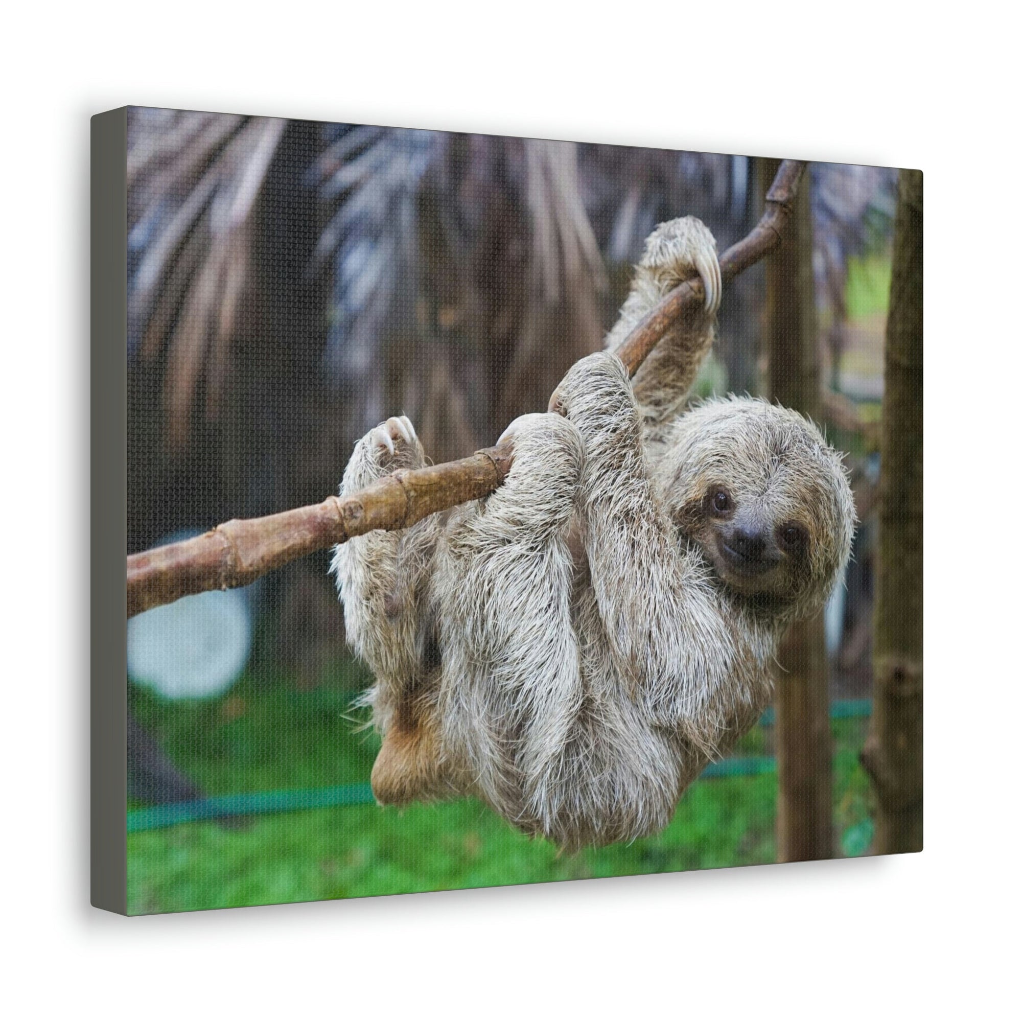Scripture Walls Majestic Sloth Art Majestic Sloth Print Animal Wall Art Wildlife Canvas Prints Wall Art Ready to Hang Unframed-Express Your Love Gifts