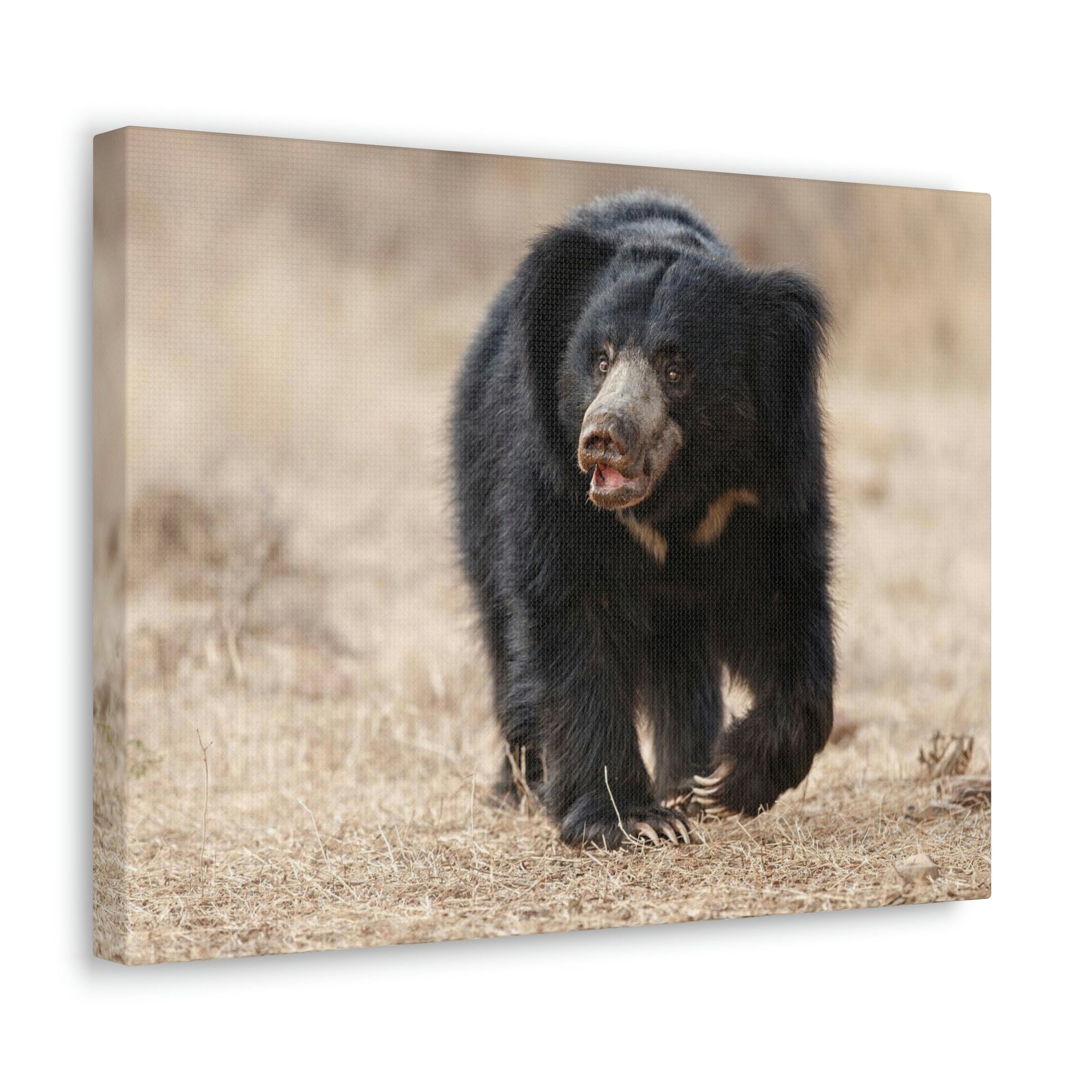 Scripture Walls Majestic Sloth Bear Art Majestic Sloth Bear Print Animal Wall Art Wildlife Canvas Prints Wall Art Ready to Hang Unframed-Express Your Love Gifts