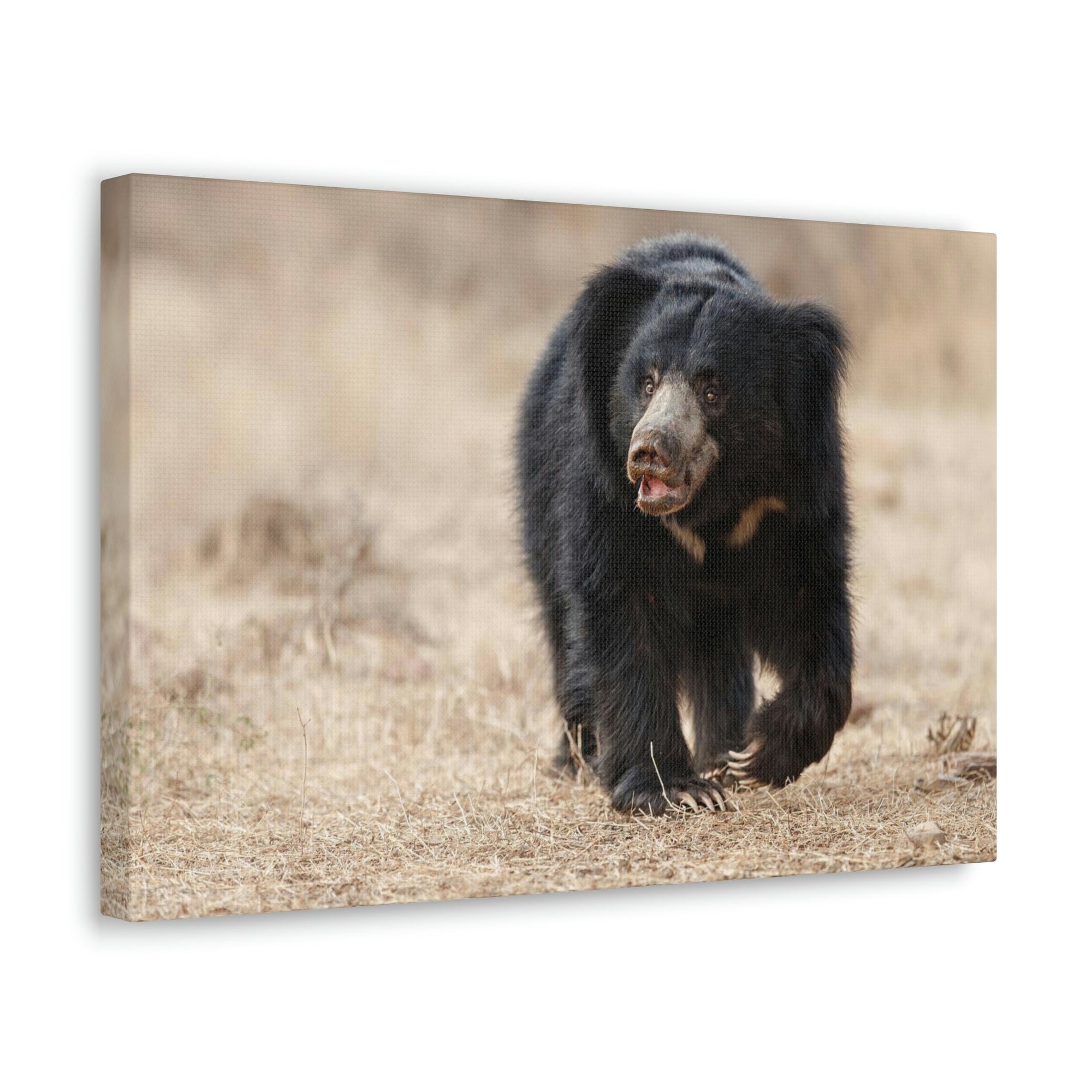 Scripture Walls Majestic Sloth Bear Art Majestic Sloth Bear Print Animal Wall Art Wildlife Canvas Prints Wall Art Ready to Hang Unframed-Express Your Love Gifts