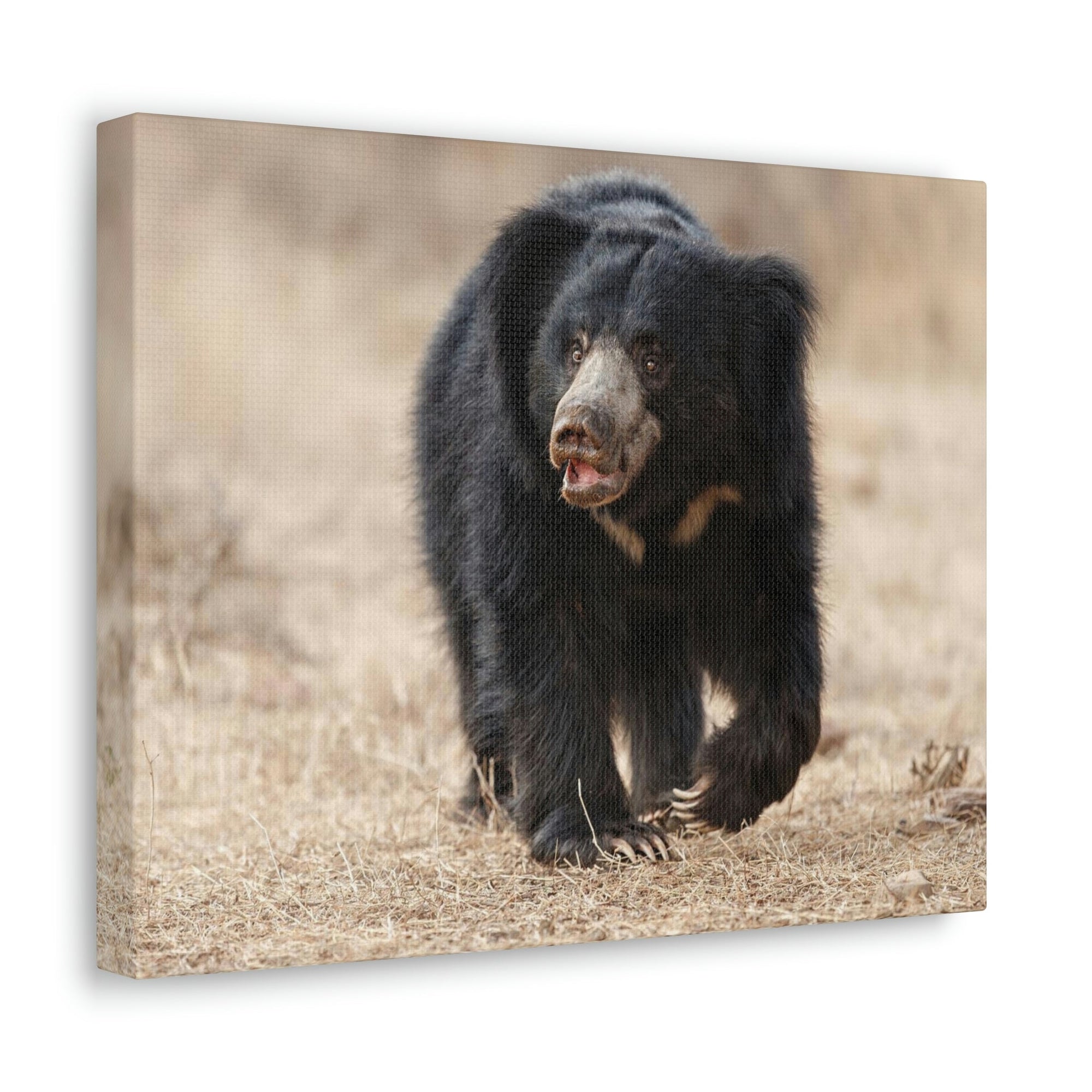 Scripture Walls Majestic Sloth Bear Art Majestic Sloth Bear Print Animal Wall Art Wildlife Canvas Prints Wall Art Ready to Hang Unframed-Express Your Love Gifts