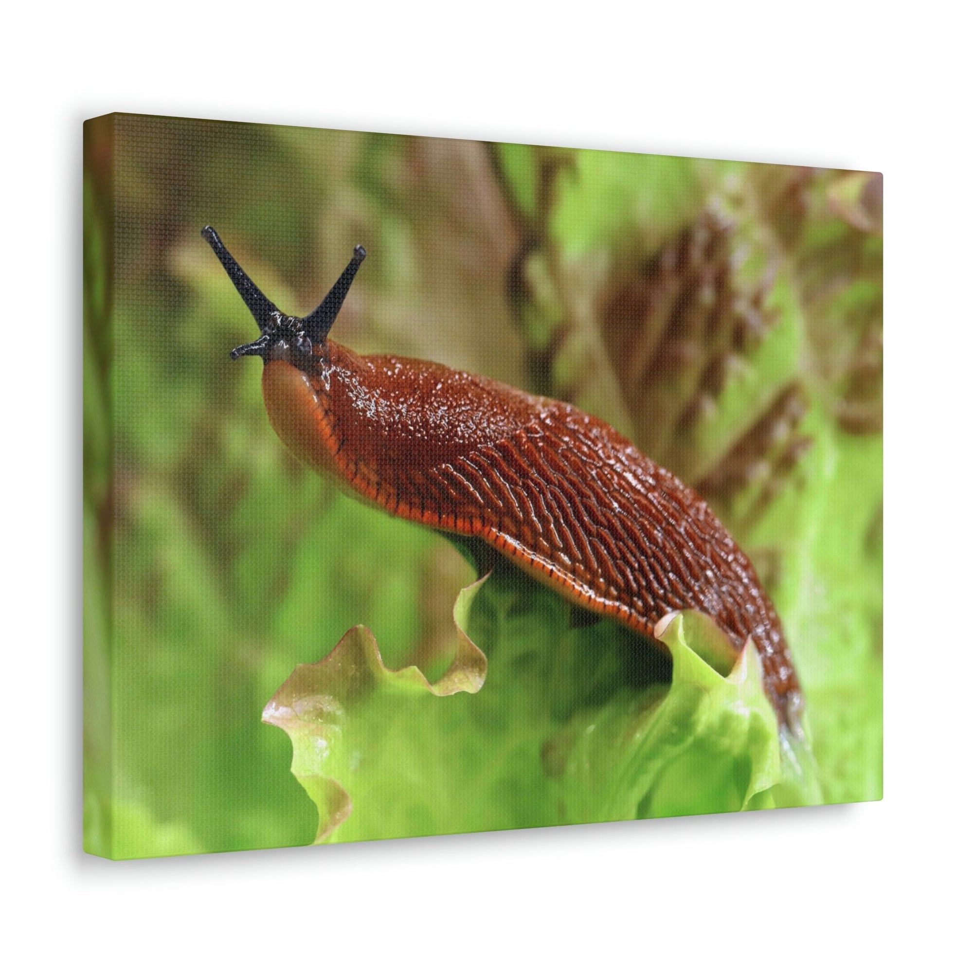 Scripture Walls Majestic Slug Art Majestic Slug Print Animal Wall Art Wildlife Canvas Prints Wall Art Ready to Hang Unframed-Express Your Love Gifts