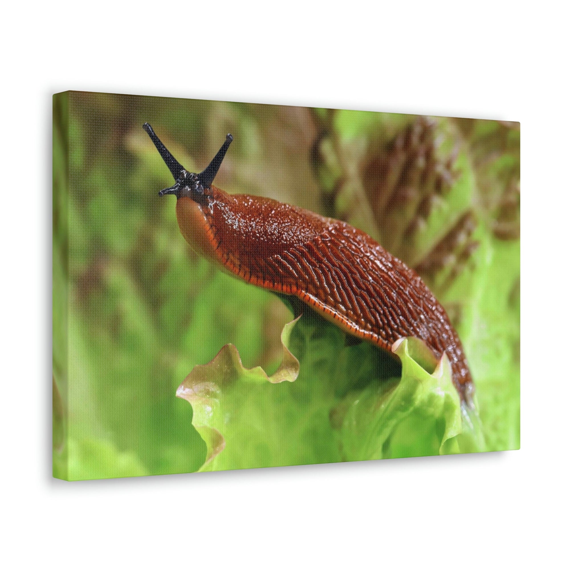 Scripture Walls Majestic Slug Art Majestic Slug Print Animal Wall Art Wildlife Canvas Prints Wall Art Ready to Hang Unframed-Express Your Love Gifts