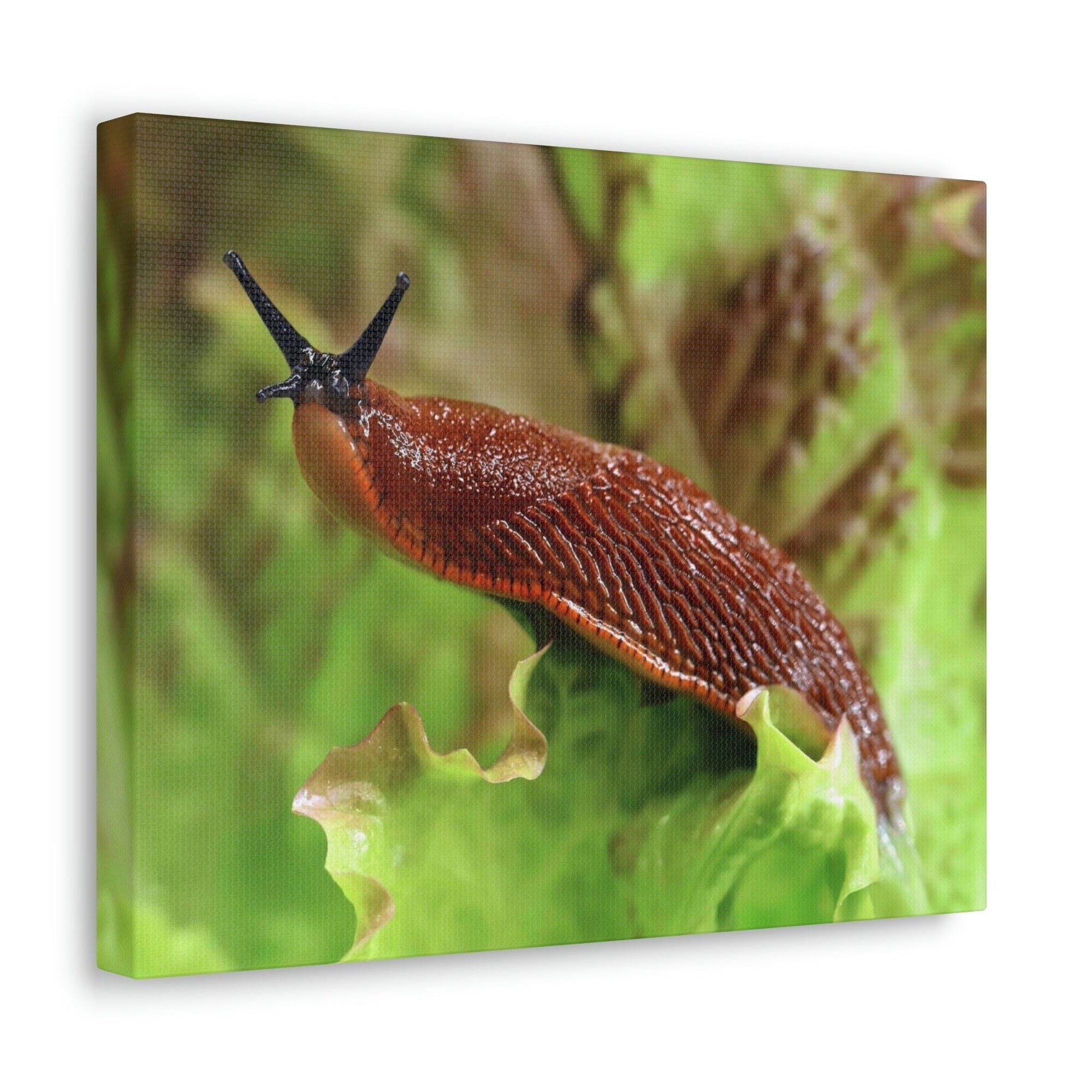 Scripture Walls Majestic Slug Art Majestic Slug Print Animal Wall Art Wildlife Canvas Prints Wall Art Ready to Hang Unframed-Express Your Love Gifts