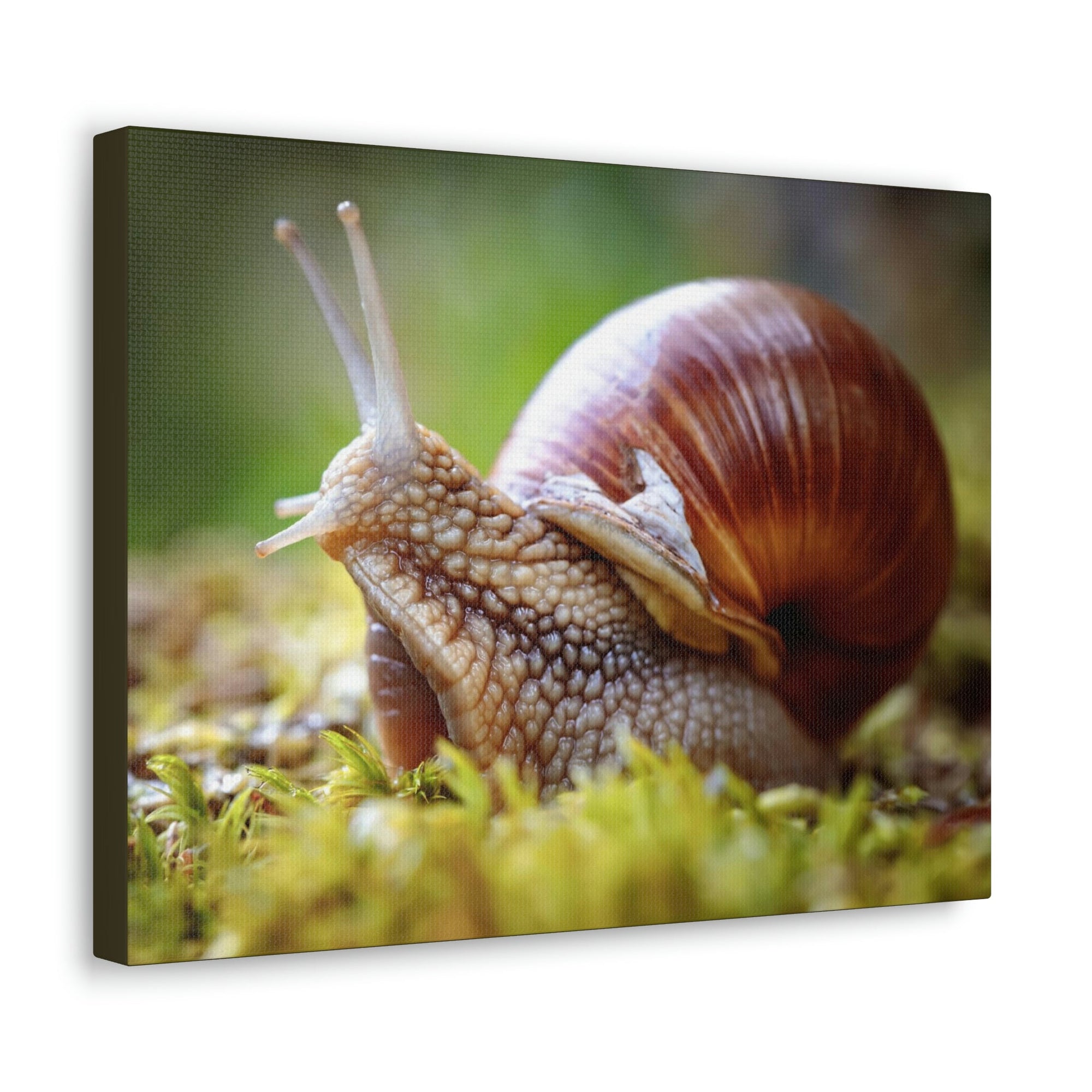 Scripture Walls Majestic Snails Art Majestic Snails Print Animal Wall Art Wildlife Canvas Prints Wall Art Ready to Hang Unframed-Express Your Love Gifts