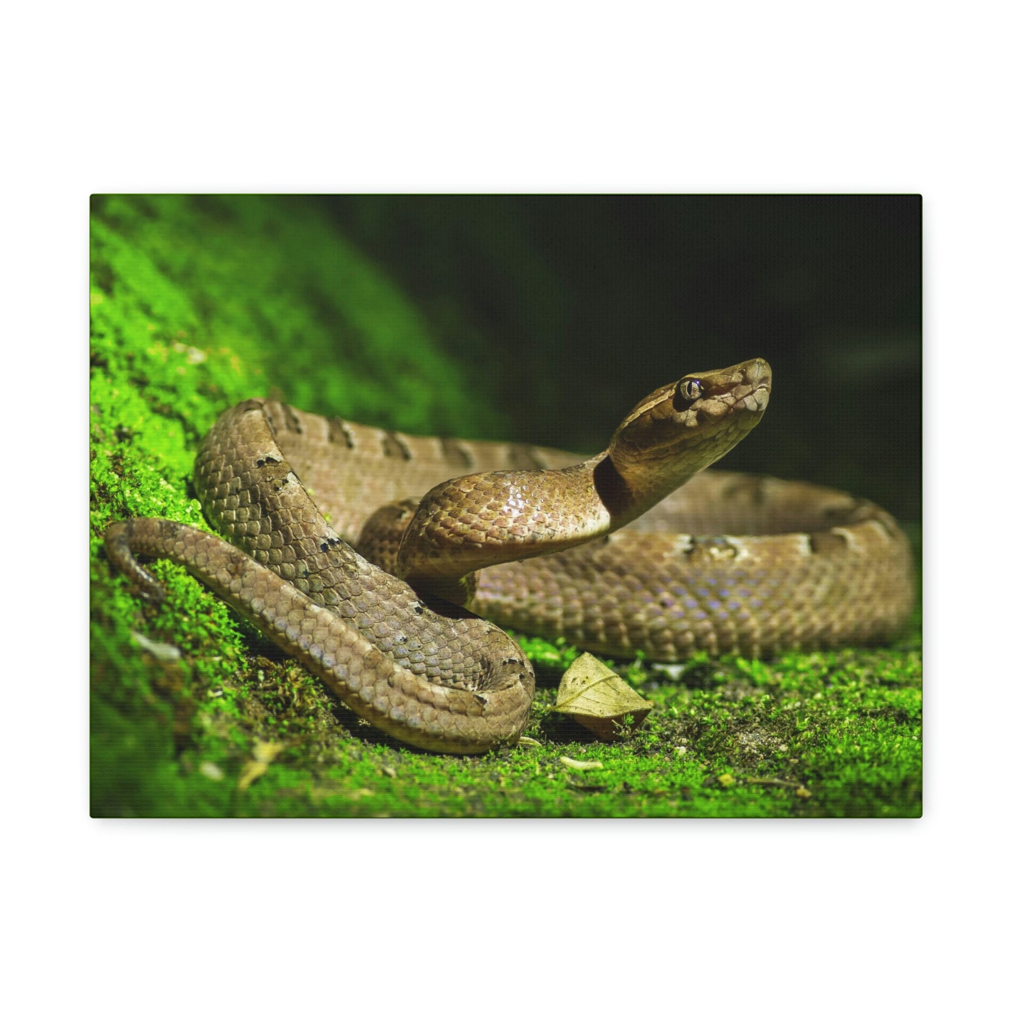 Scripture Walls Majestic Snake Art Majestic Snake Print Animal Wall Art Wildlife Canvas Prints Wall Art Ready to Hang Unframed-Express Your Love Gifts