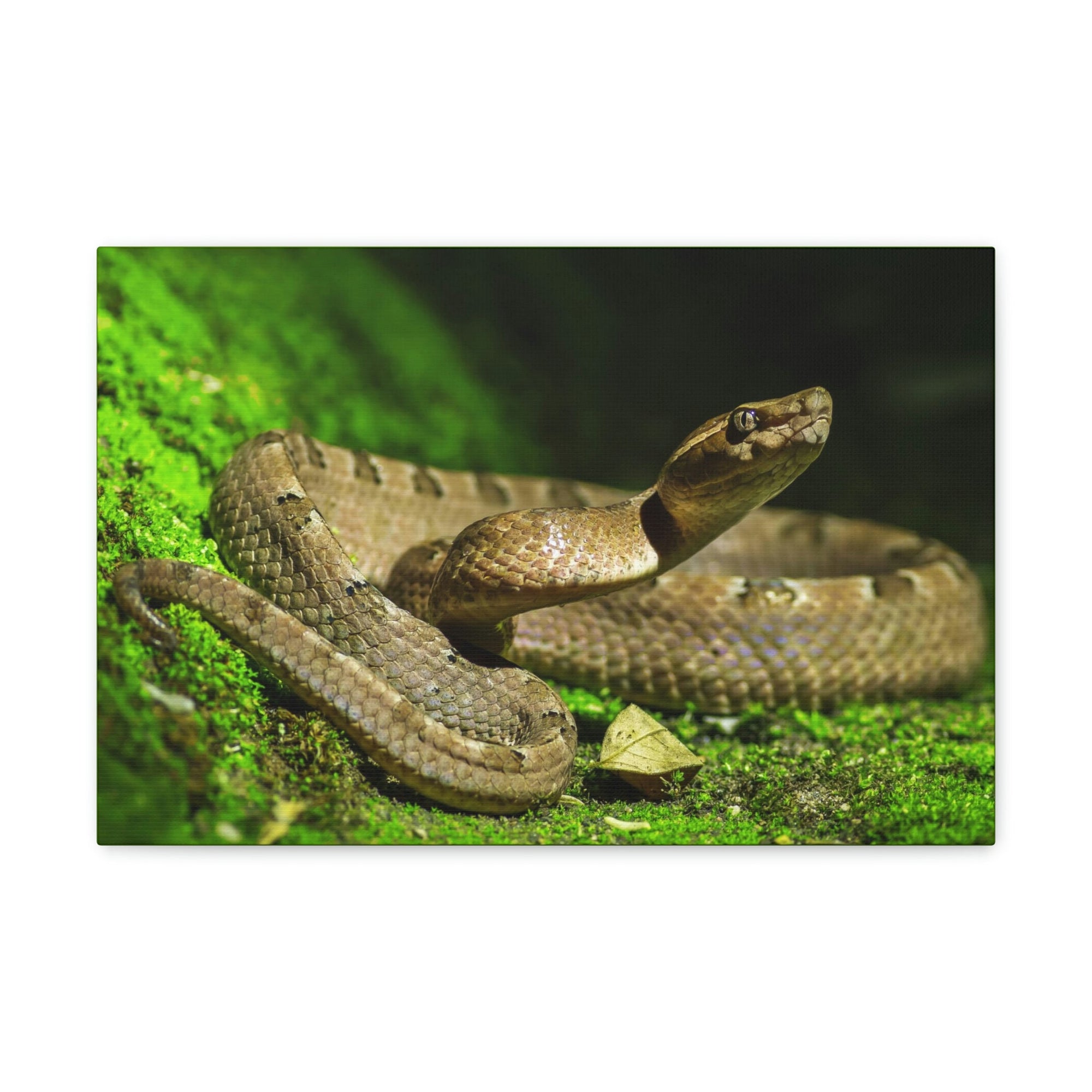 Scripture Walls Majestic Snake Art Majestic Snake Print Animal Wall Art Wildlife Canvas Prints Wall Art Ready to Hang Unframed-Express Your Love Gifts