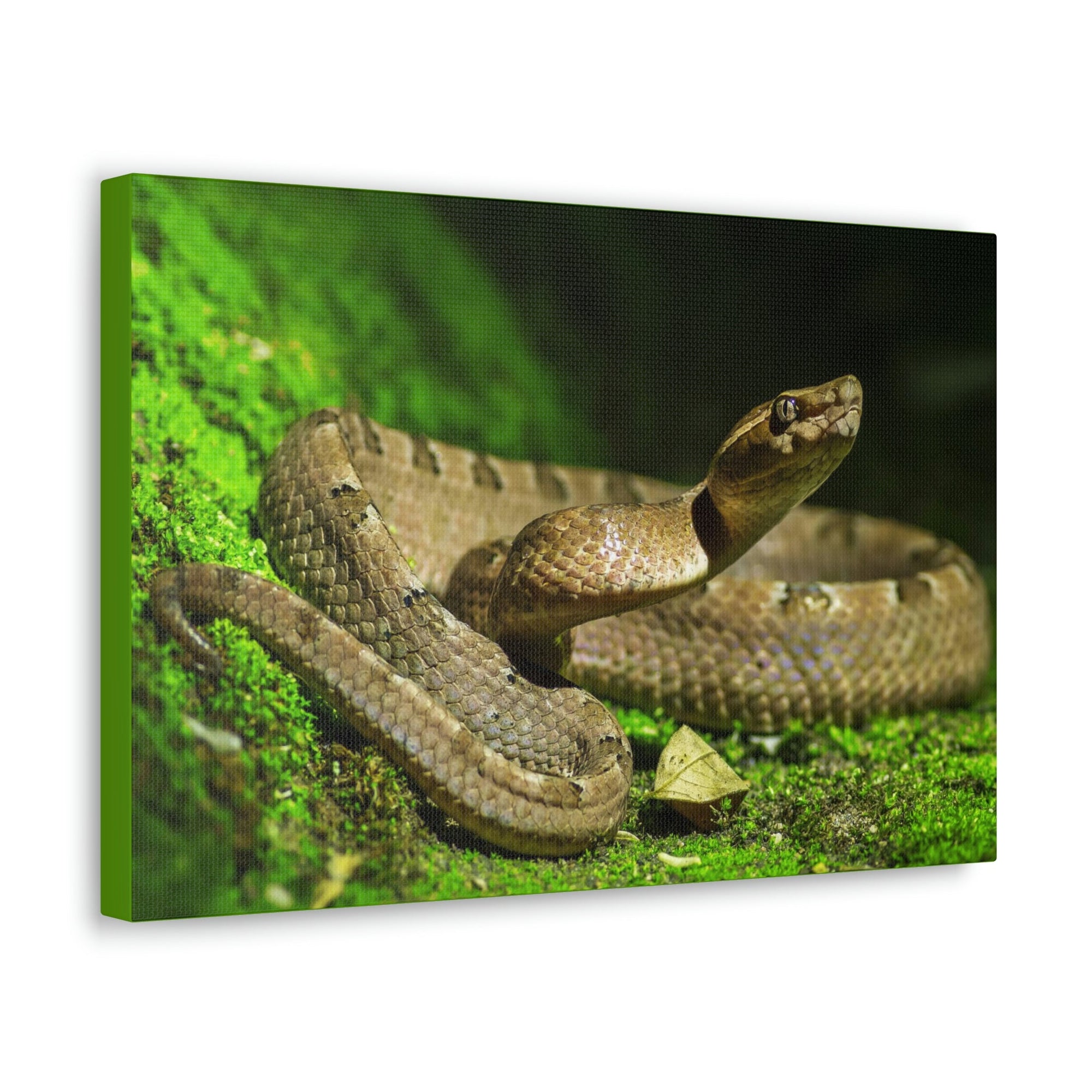 Scripture Walls Majestic Snake Art Majestic Snake Print Animal Wall Art Wildlife Canvas Prints Wall Art Ready to Hang Unframed-Express Your Love Gifts