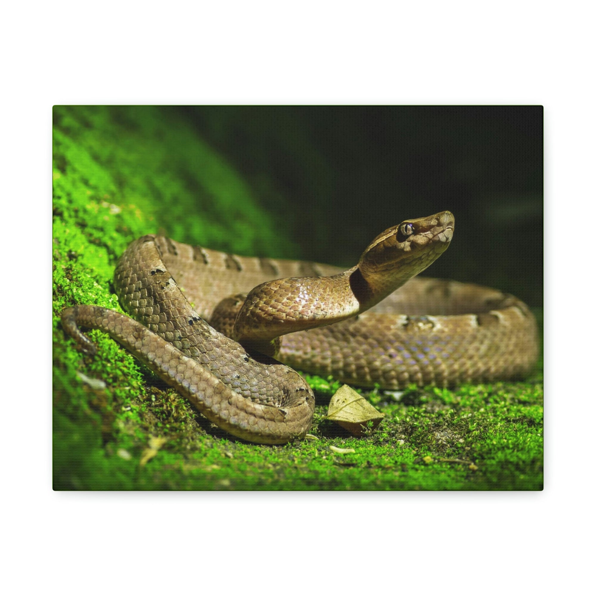 Scripture Walls Majestic Snake Art Majestic Snake Print Animal Wall Art Wildlife Canvas Prints Wall Art Ready to Hang Unframed-Express Your Love Gifts