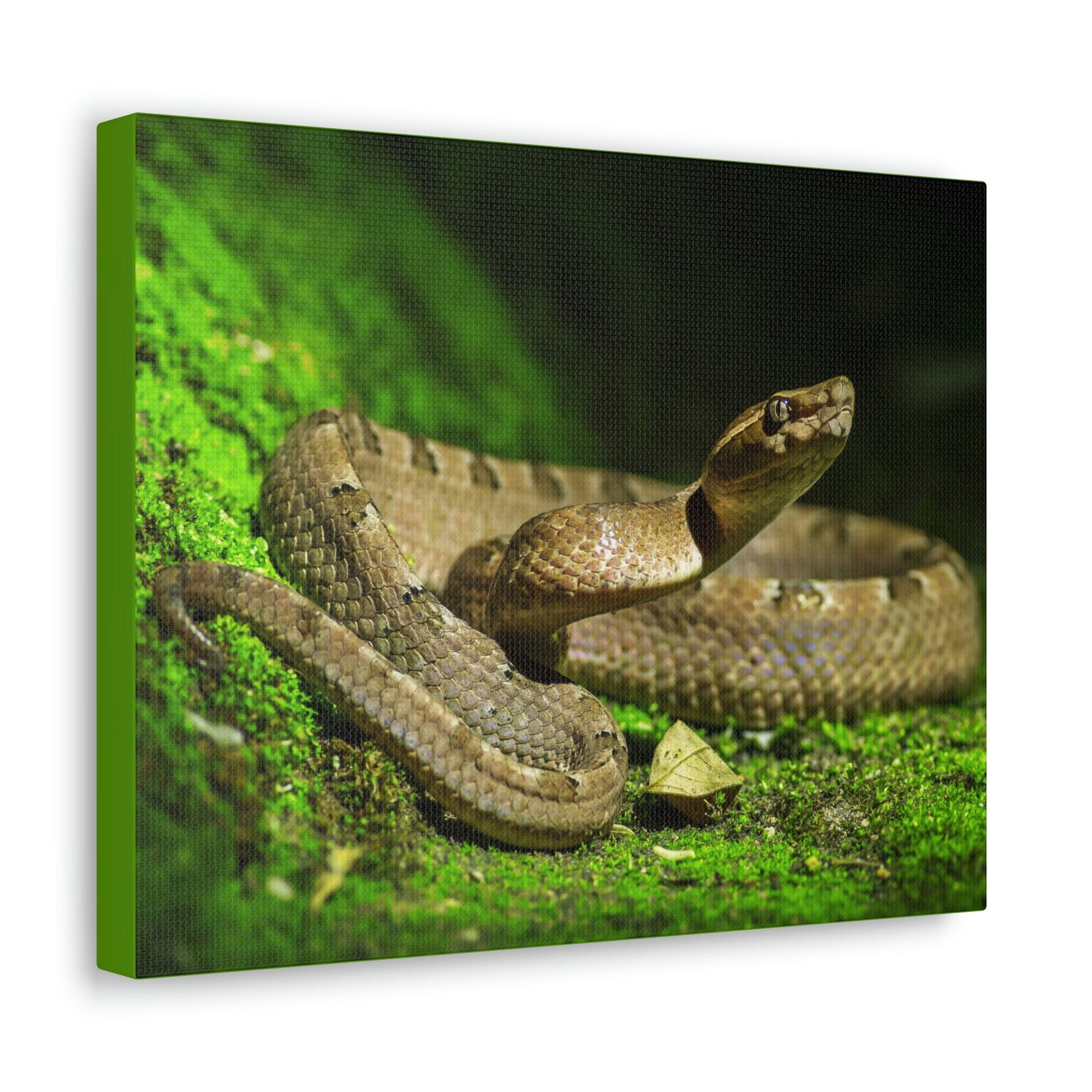 Scripture Walls Majestic Snake Art Majestic Snake Print Animal Wall Art Wildlife Canvas Prints Wall Art Ready to Hang Unframed-Express Your Love Gifts