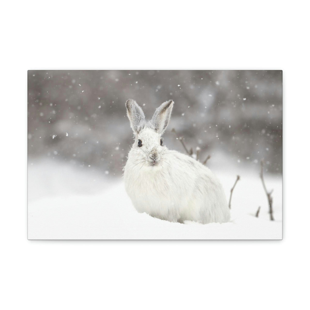 Scripture Walls Majestic Snow Hare Art Majestic Snow Hare Print Animal Wall Art Wildlife Canvas Prints Wall Art Ready to Hang Unframed-Express Your Love Gifts