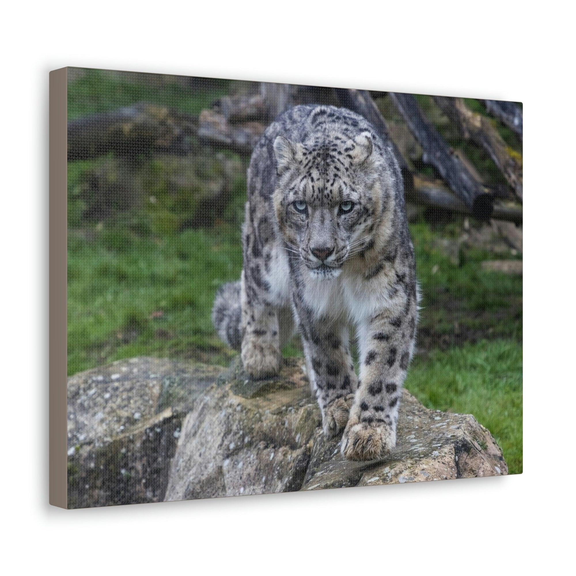 Scripture Walls Majestic Snow Leopard Art Majestic Snow Leopard Print Animal Wall Art Wildlife Canvas Prints Wall Art Ready to Hang Unframed-Express Your Love Gifts