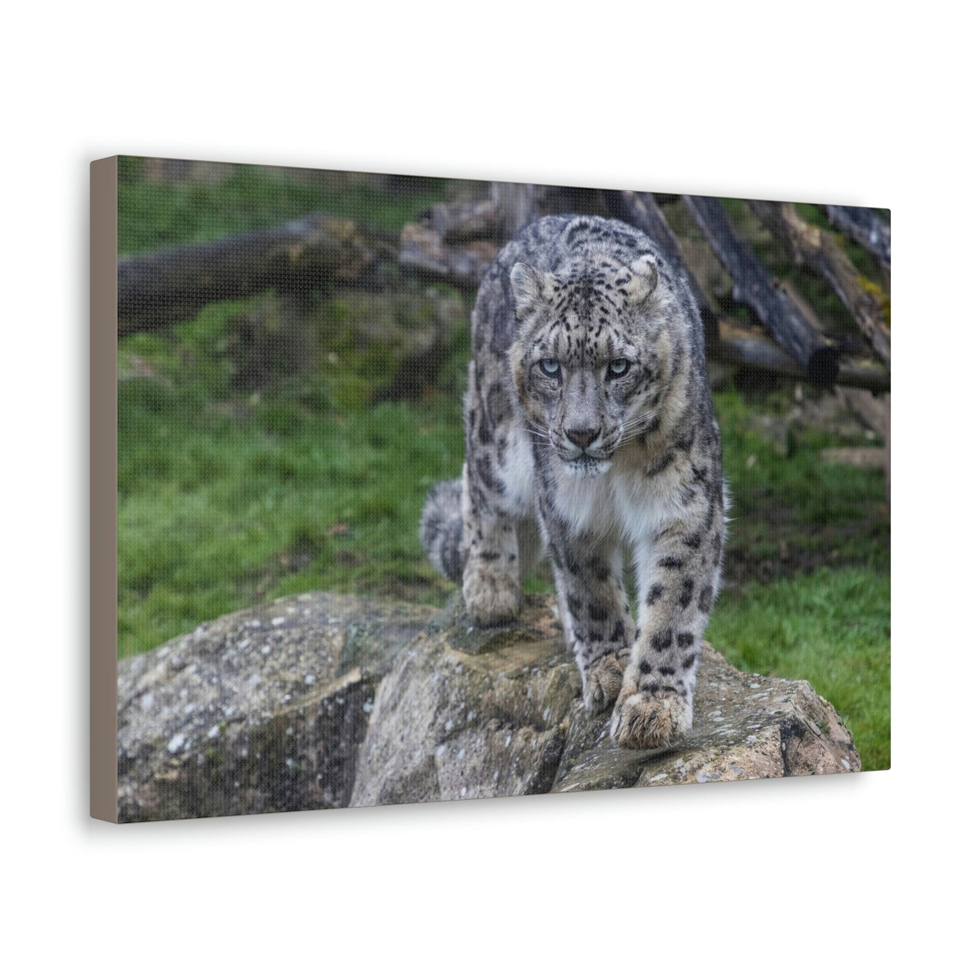 Scripture Walls Majestic Snow Leopard Art Majestic Snow Leopard Print Animal Wall Art Wildlife Canvas Prints Wall Art Ready to Hang Unframed-Express Your Love Gifts