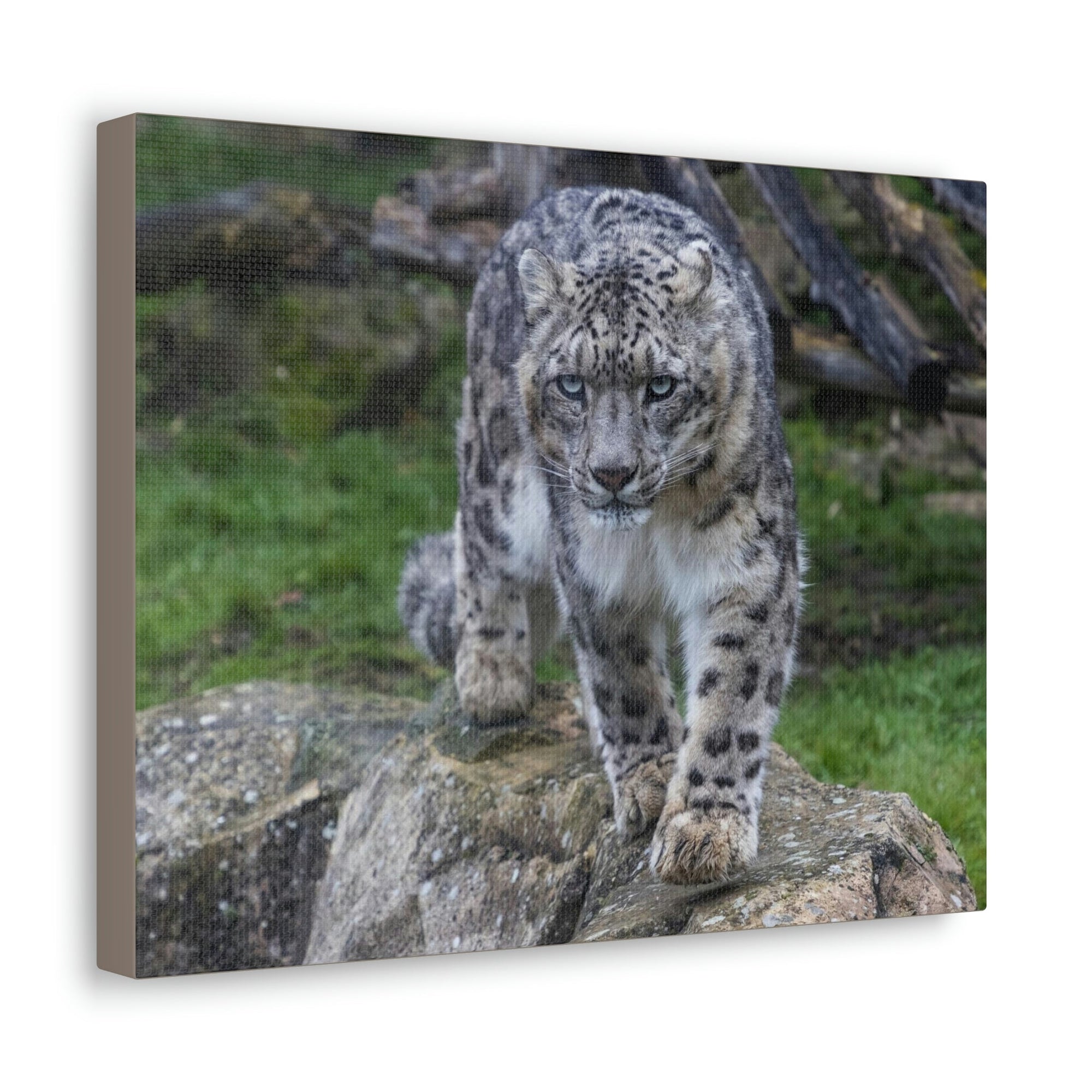 Scripture Walls Majestic Snow Leopard Art Majestic Snow Leopard Print Animal Wall Art Wildlife Canvas Prints Wall Art Ready to Hang Unframed-Express Your Love Gifts