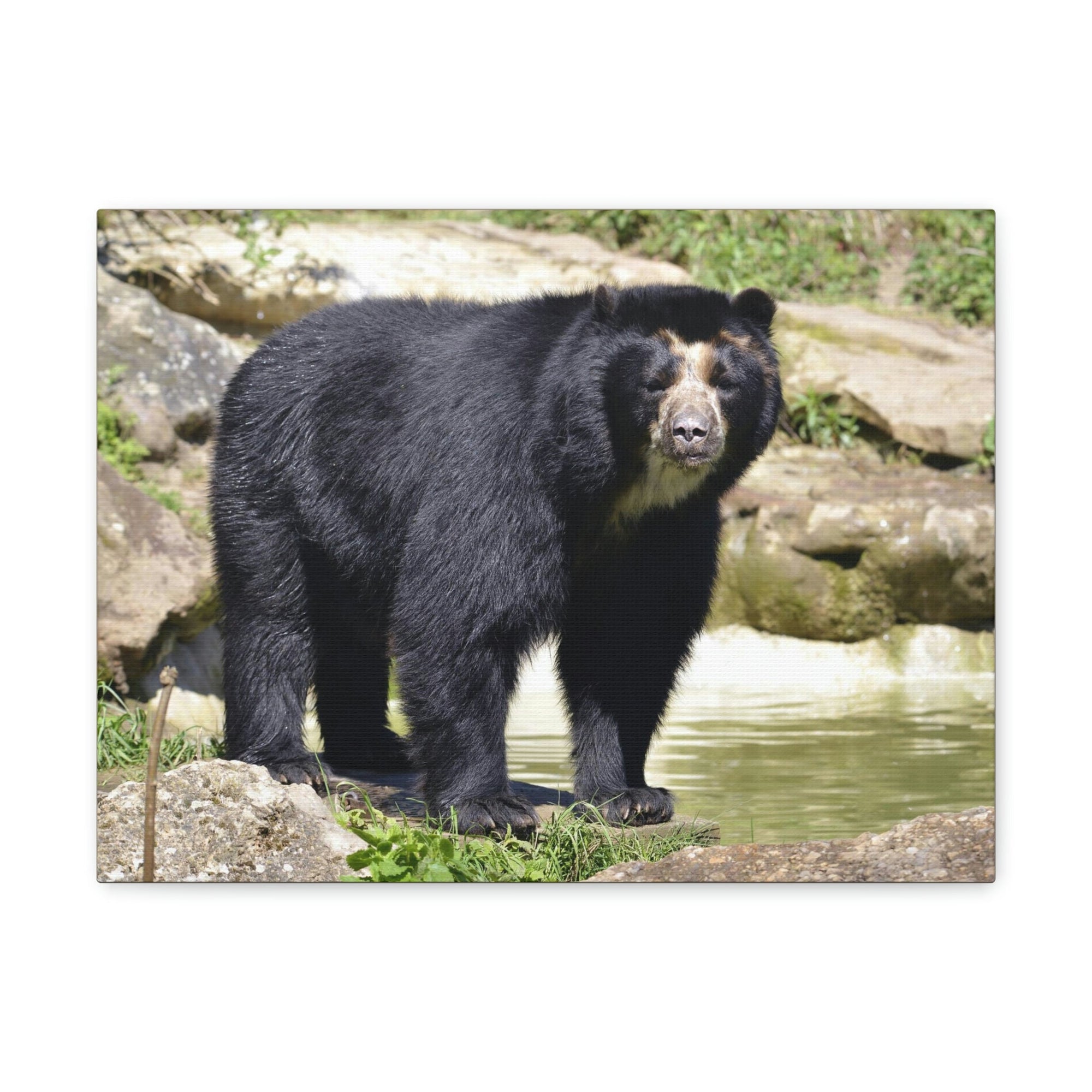 Scripture Walls Majestic Spectacled Bear Art Majestic Spectacled Bear Print Animal Wall Art Wildlife Canvas Prints Wall Art Ready to Hang Unframed-Express Your Love Gifts