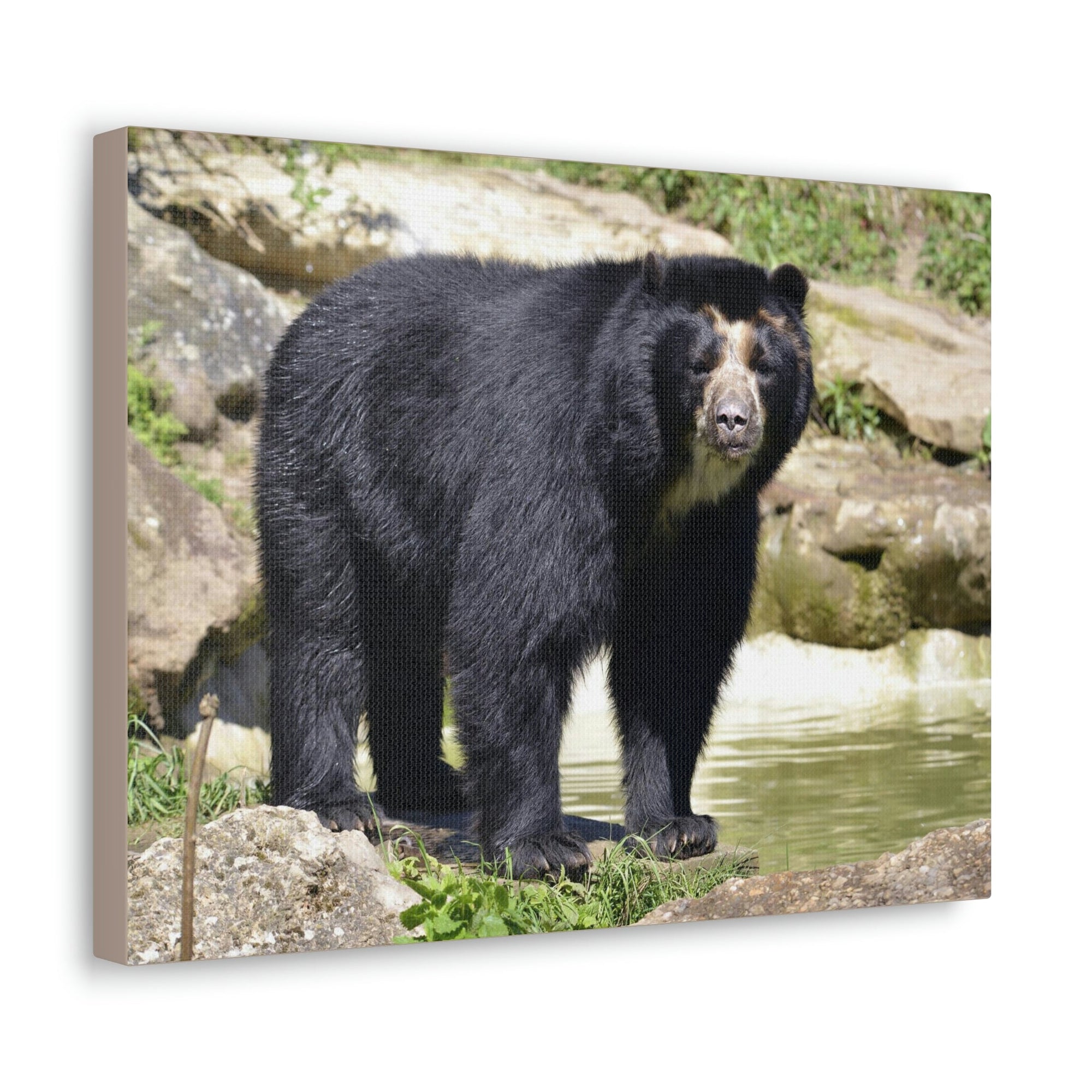 Scripture Walls Majestic Spectacled Bear Art Majestic Spectacled Bear Print Animal Wall Art Wildlife Canvas Prints Wall Art Ready to Hang Unframed-Express Your Love Gifts