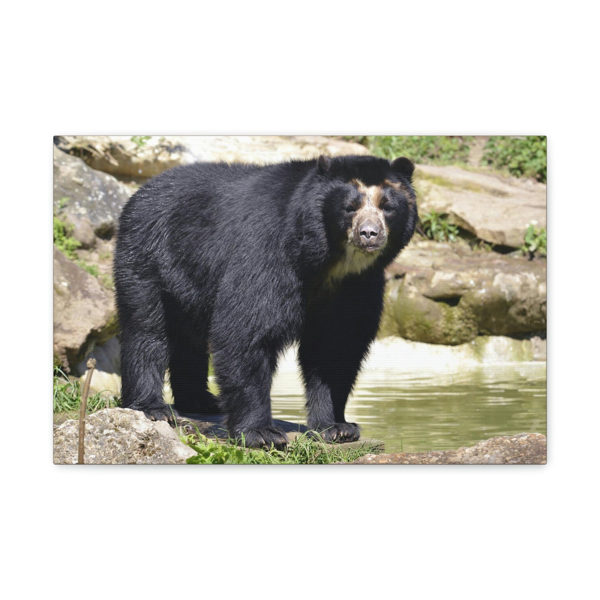 Scripture Walls Majestic Spectacled Bear Art Majestic Spectacled Bear Print Animal Wall Art Wildlife Canvas Prints Wall Art Ready to Hang Unframed-Express Your Love Gifts