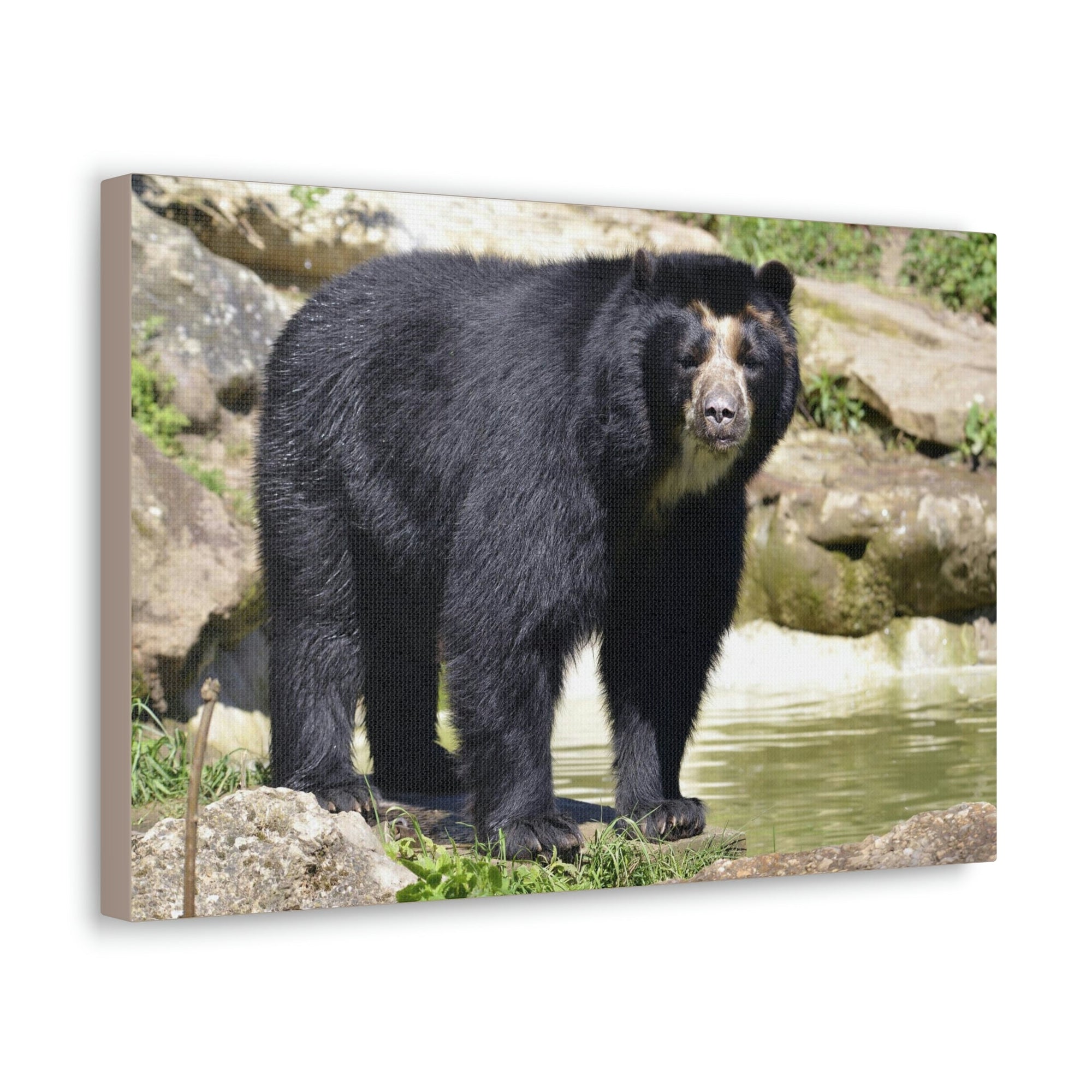 Scripture Walls Majestic Spectacled Bear Art Majestic Spectacled Bear Print Animal Wall Art Wildlife Canvas Prints Wall Art Ready to Hang Unframed-Express Your Love Gifts