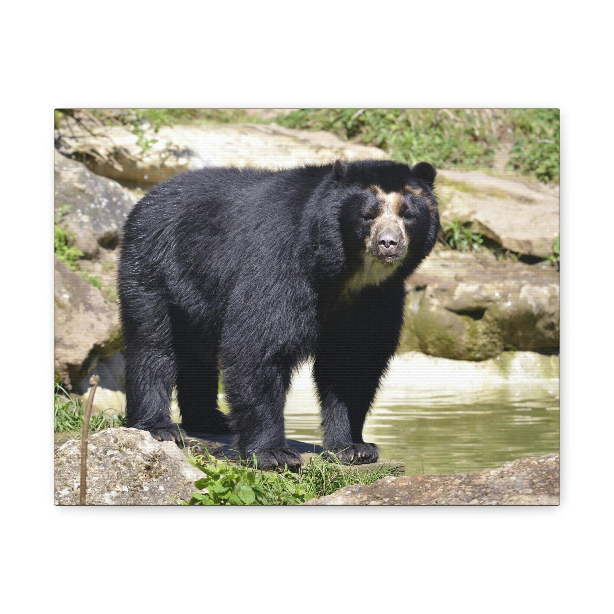 Scripture Walls Majestic Spectacled Bear Art Majestic Spectacled Bear Print Animal Wall Art Wildlife Canvas Prints Wall Art Ready to Hang Unframed-Express Your Love Gifts